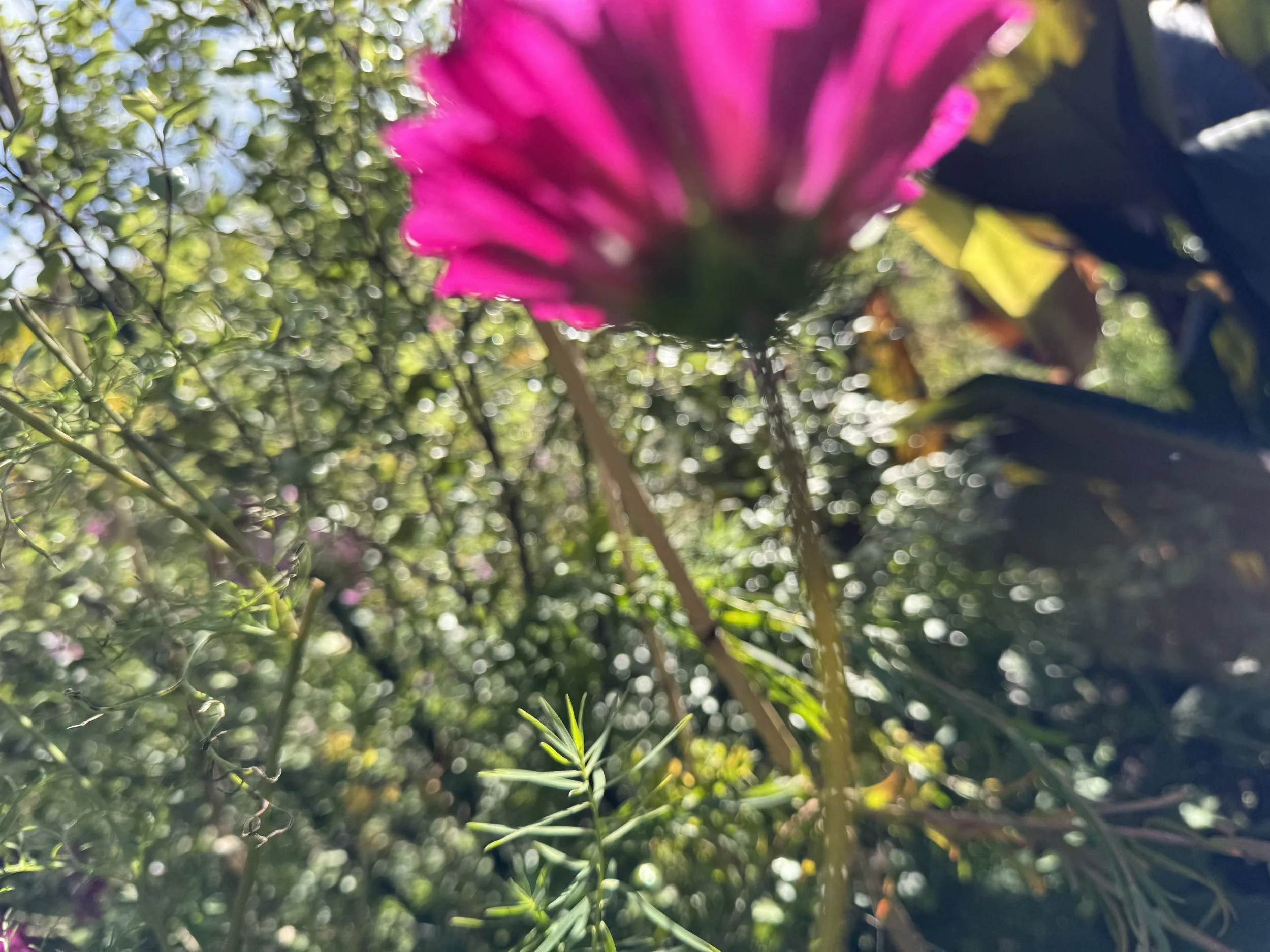 IMG_8733.jpeg