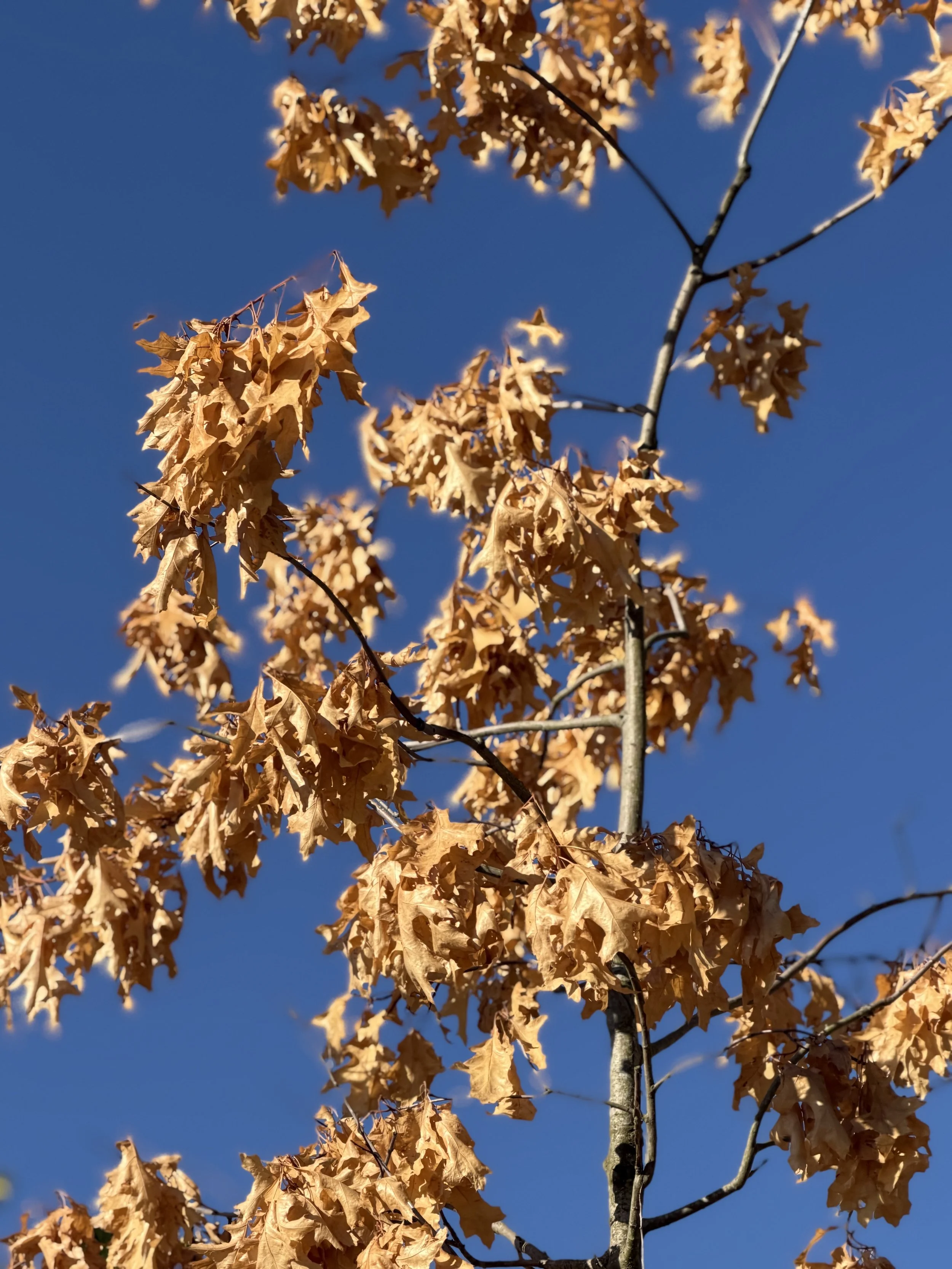 IMG_0475.jpeg
