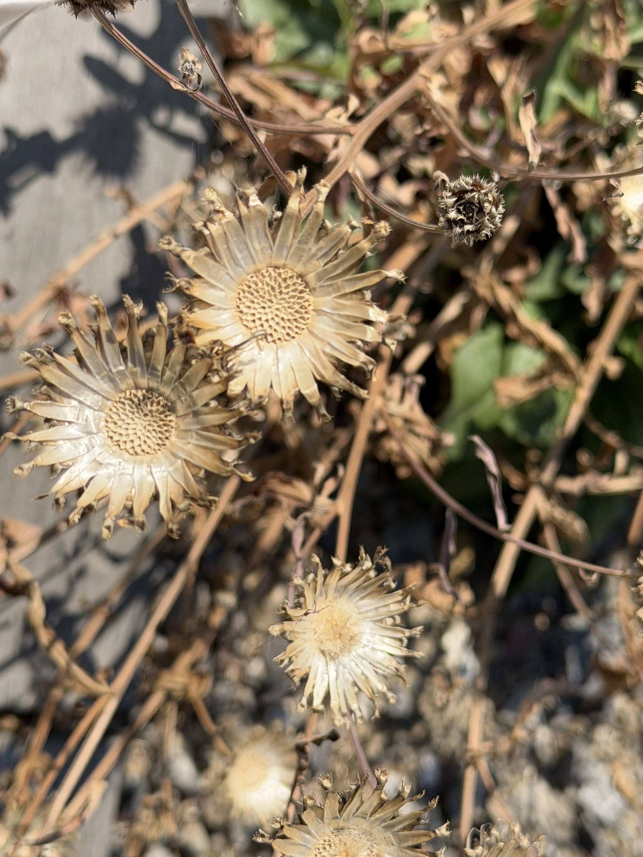 IMG_0597.jpeg