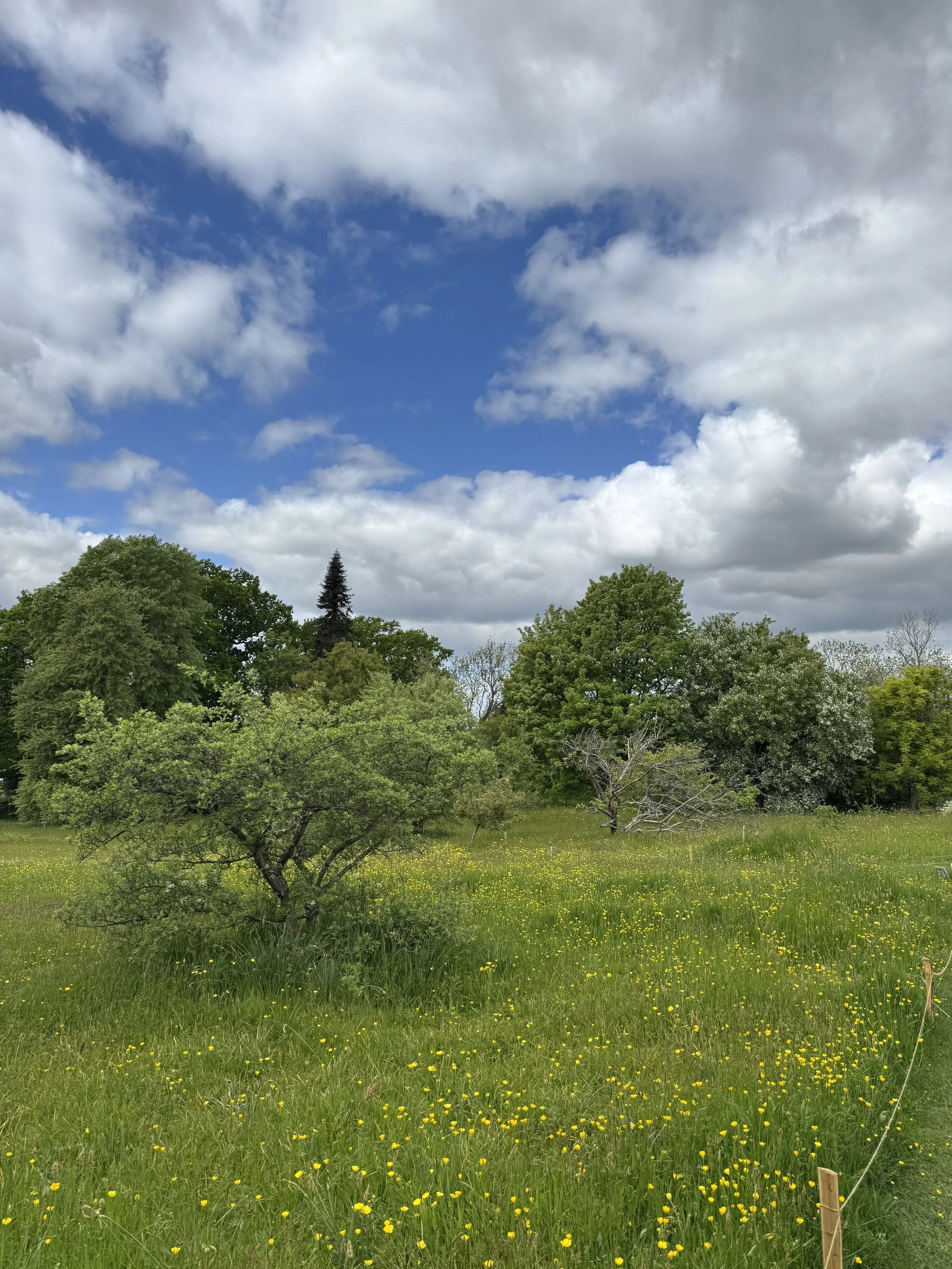 IMG_0390.jpeg