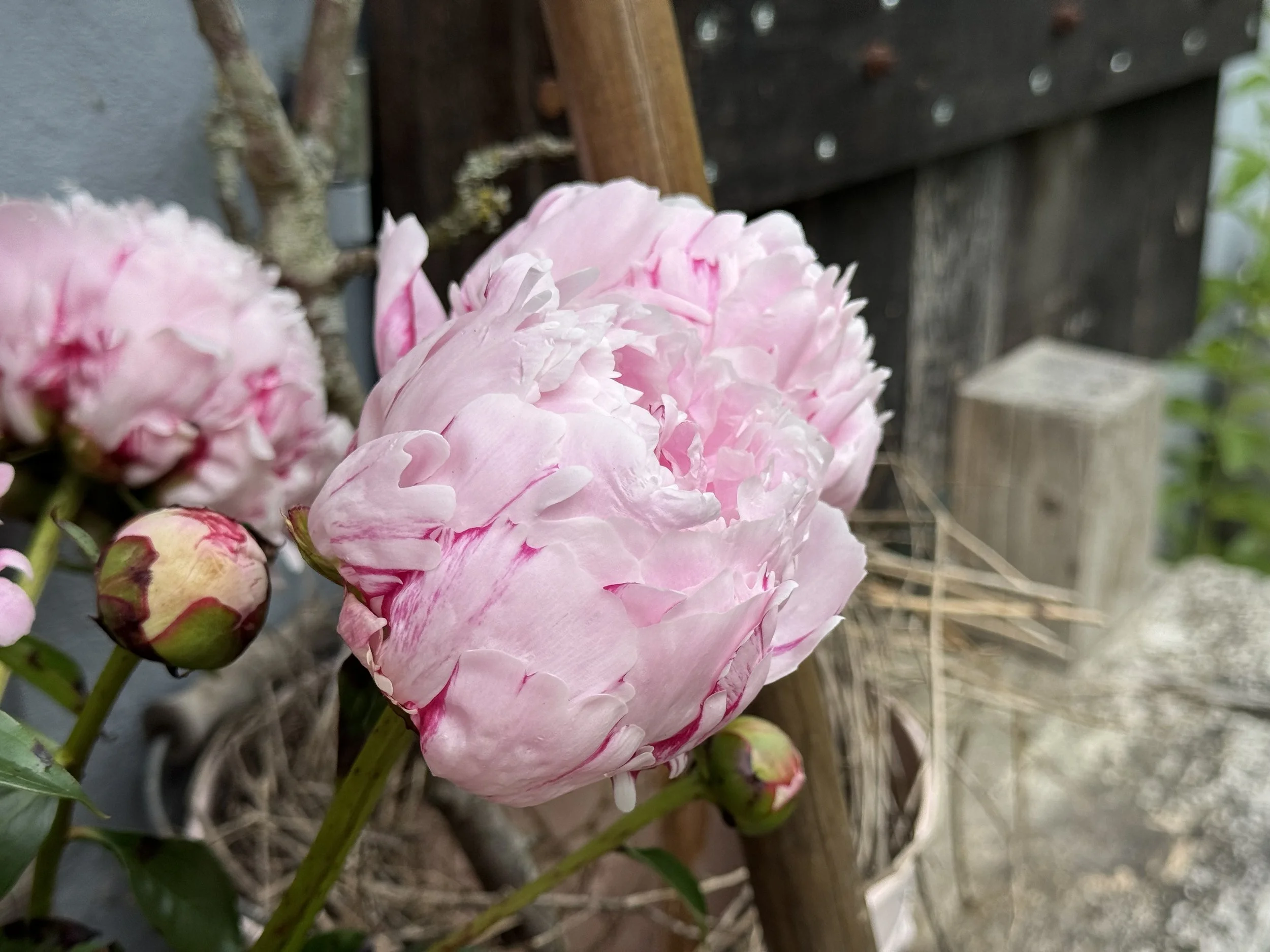 IMG_5826.jpeg