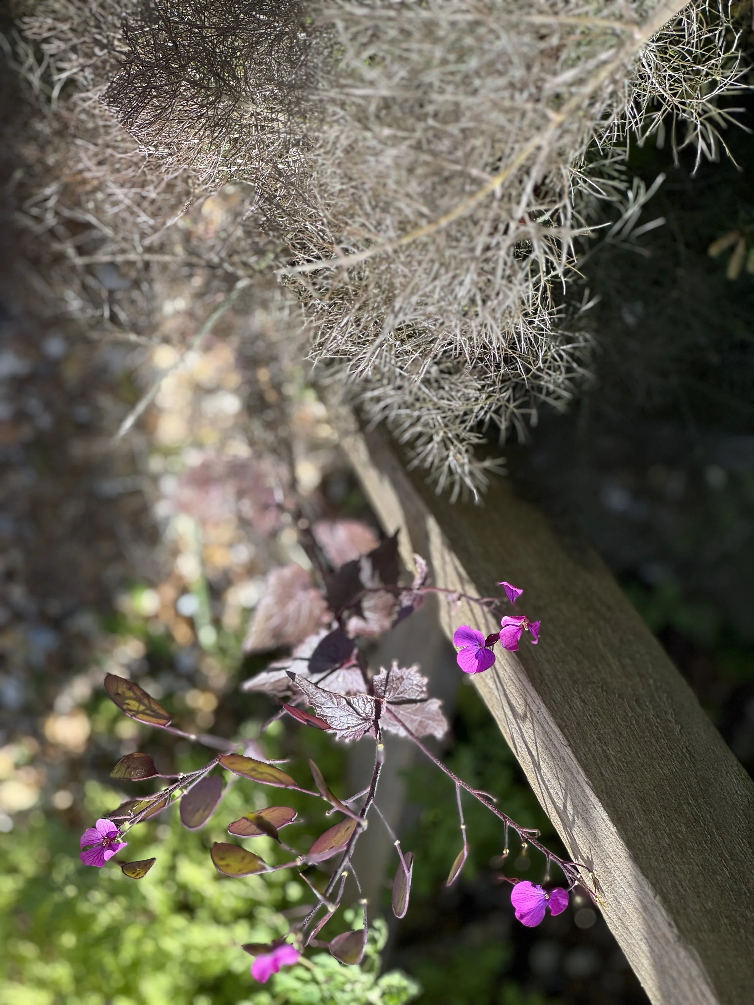 IMG_4233.jpeg