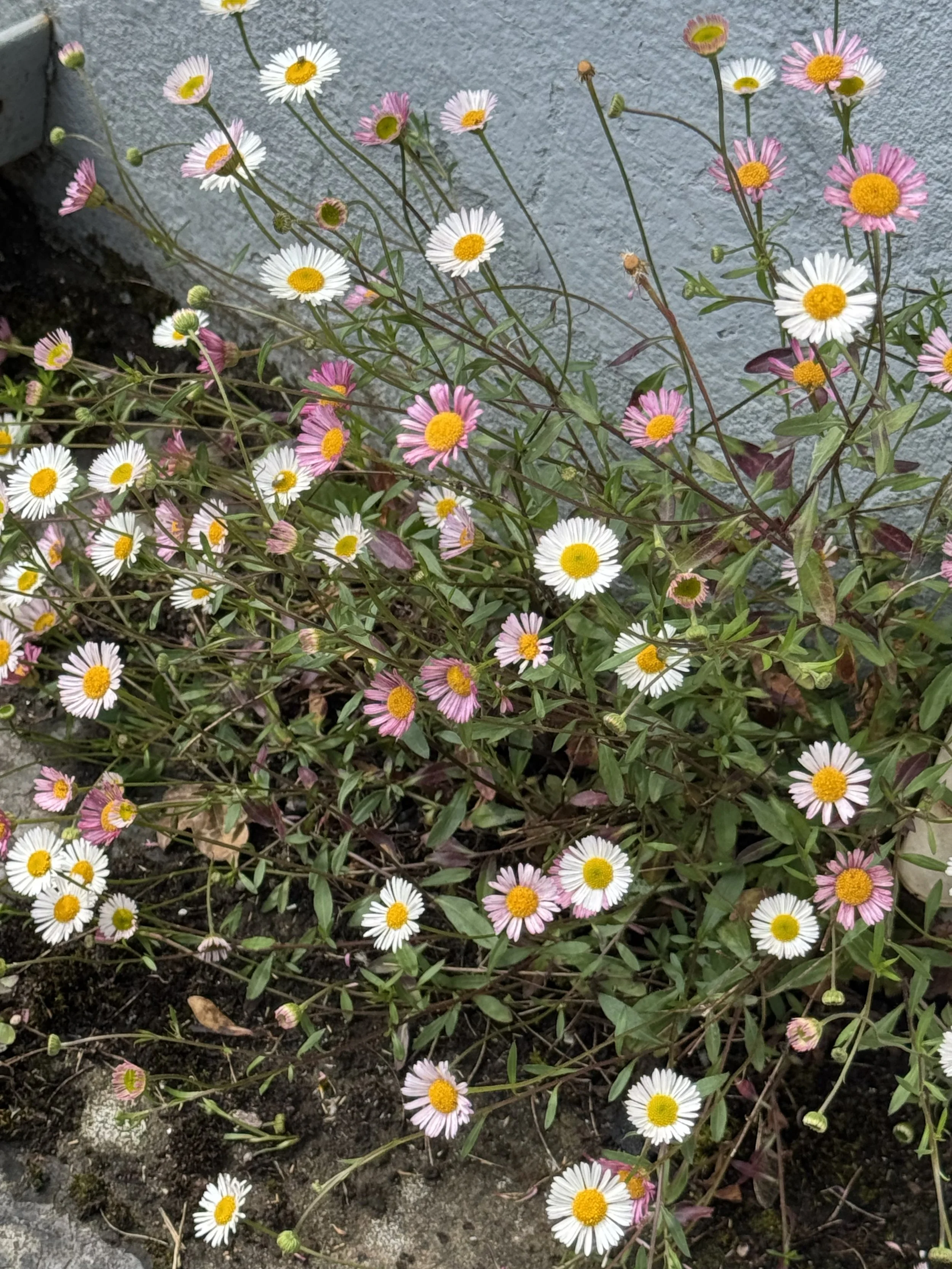 IMG_5470.jpeg
