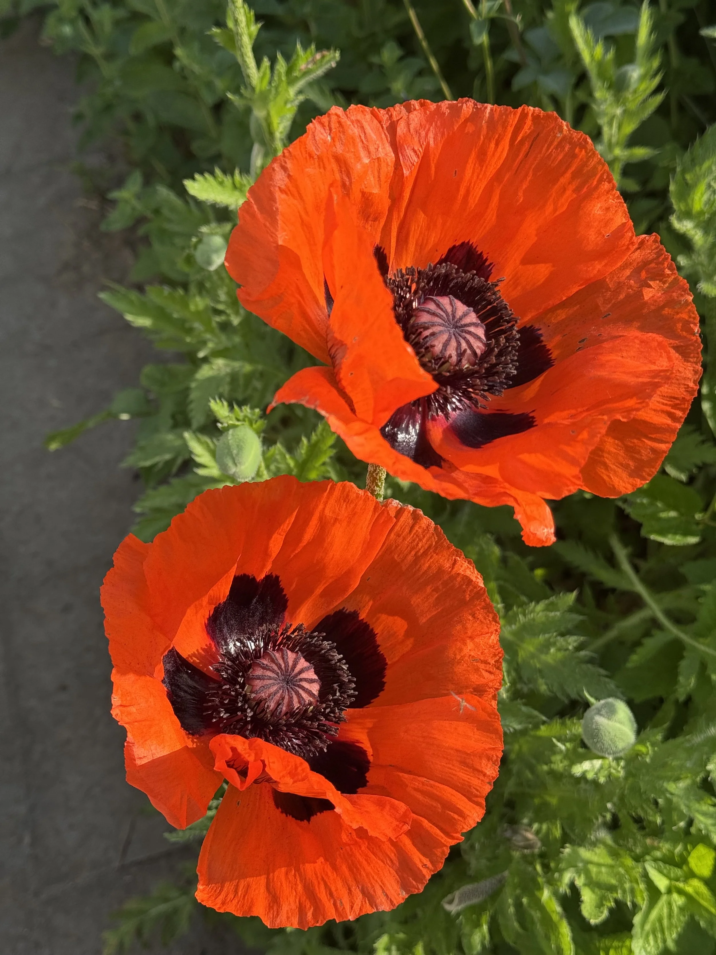 IMG_5669.jpeg