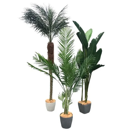 medium-tropical-trees for hire - melbourne event florals.jpg