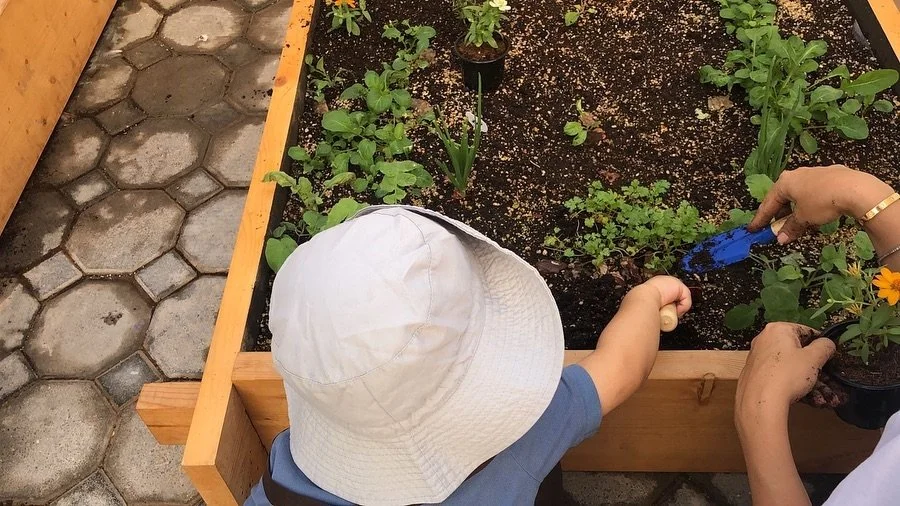 طفل صغير يرتدي قبعة دلو بيضاء وقميصاً أزرق يزرع الزهور أو الخضراوات في سرير حديقة خشبي مرتفع، ويساعده شخص بالغ.