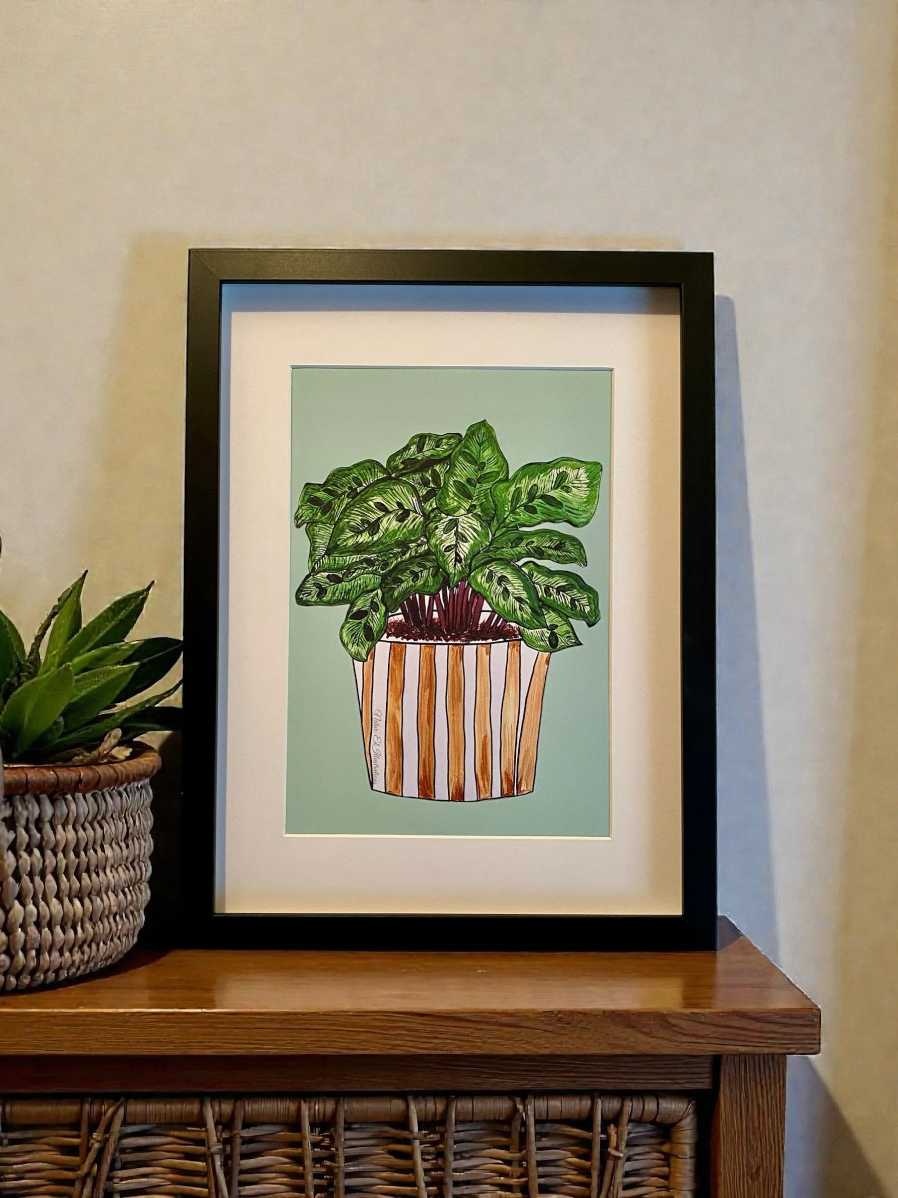 peacock plant wood .jpg