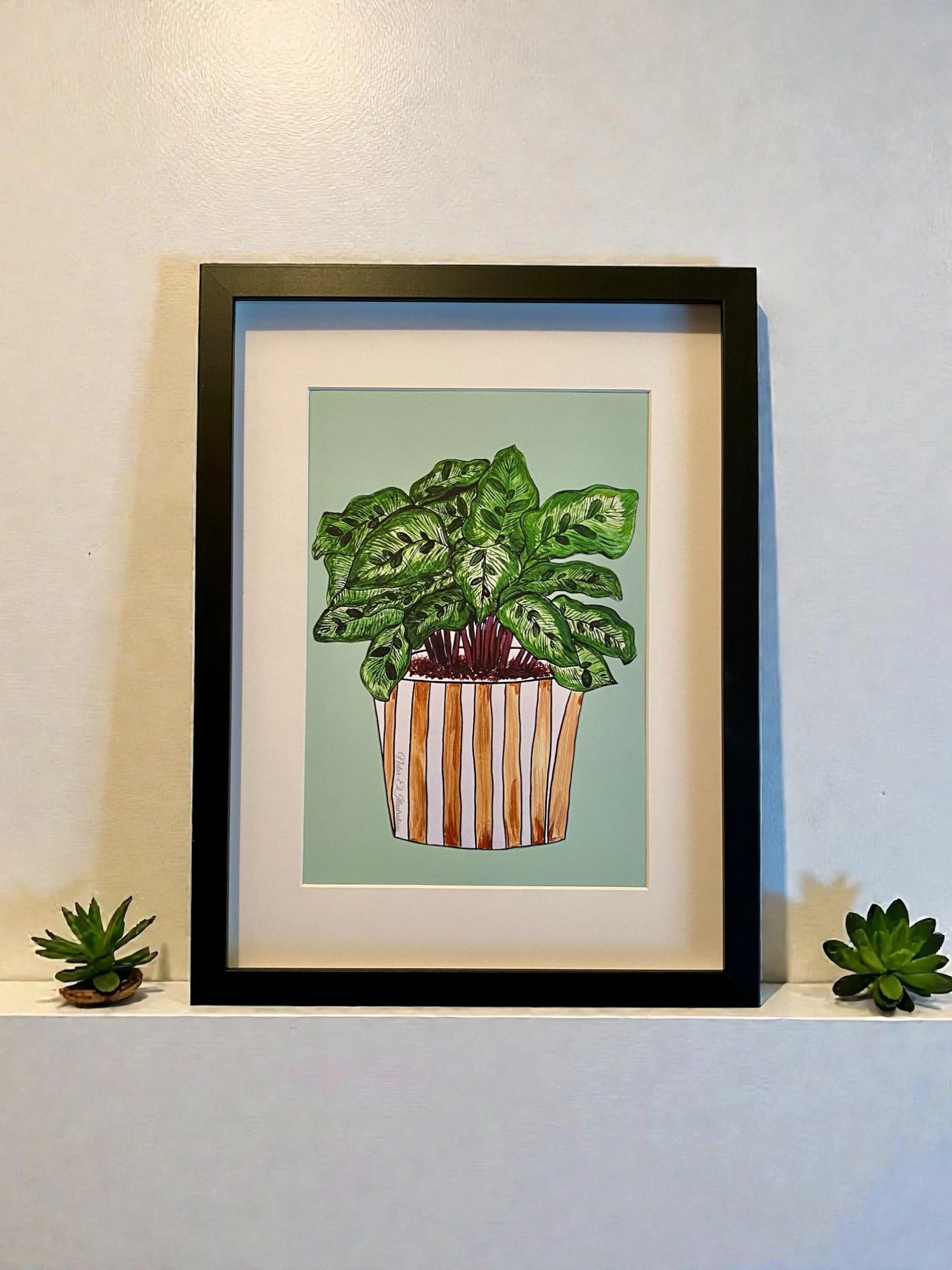 peacock plant minimal background.jpg