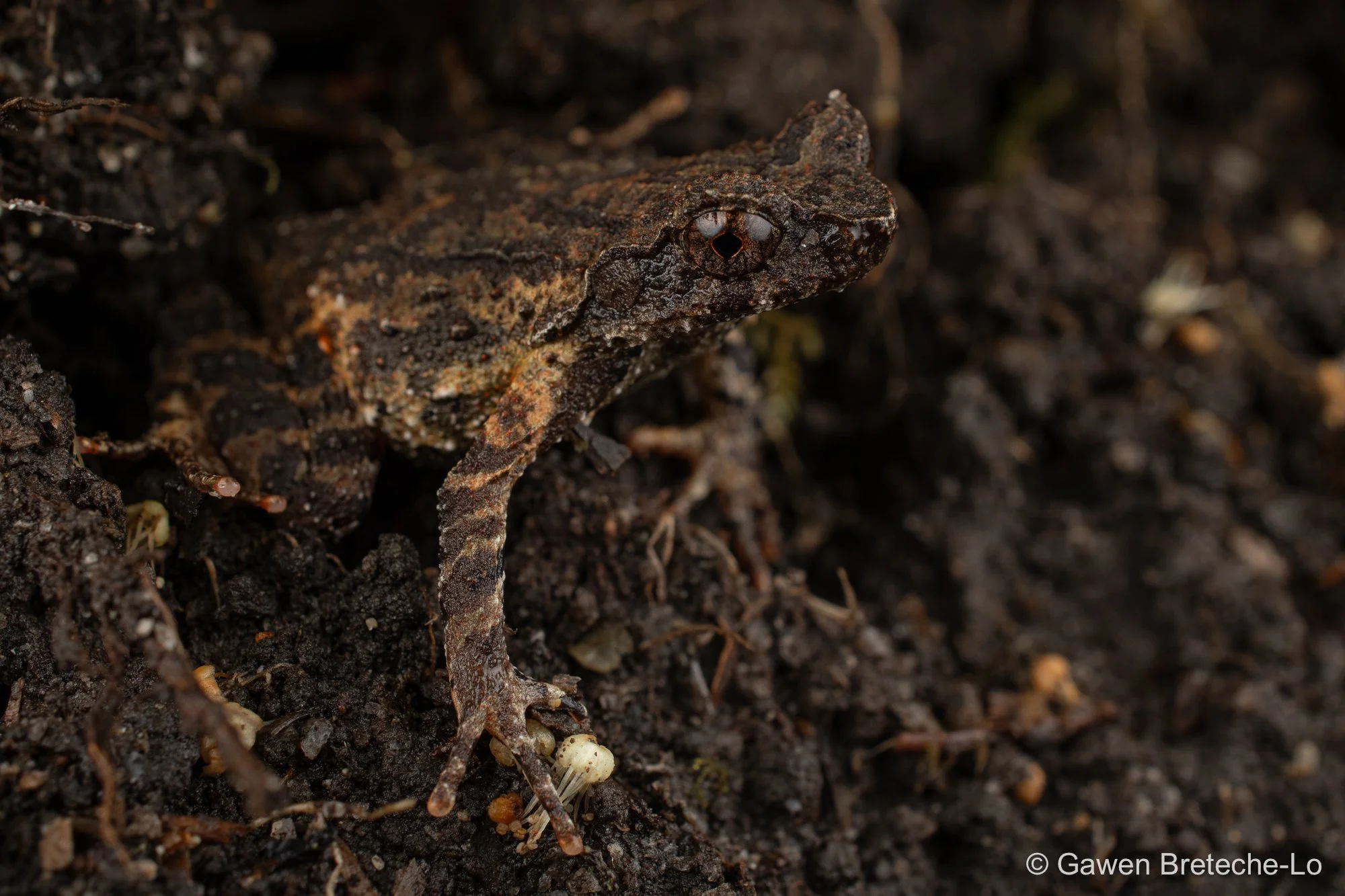 Red-thighed Horned Toad (Boulenophrys rubrimera), North Vietnam 2026