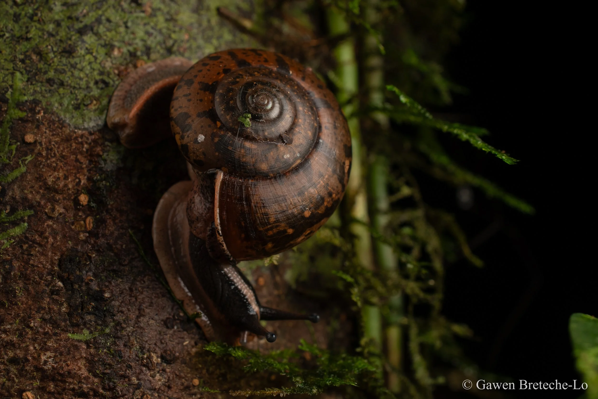 Lowland Snail (Everettia subconsul), Sabah, Borneo 2025