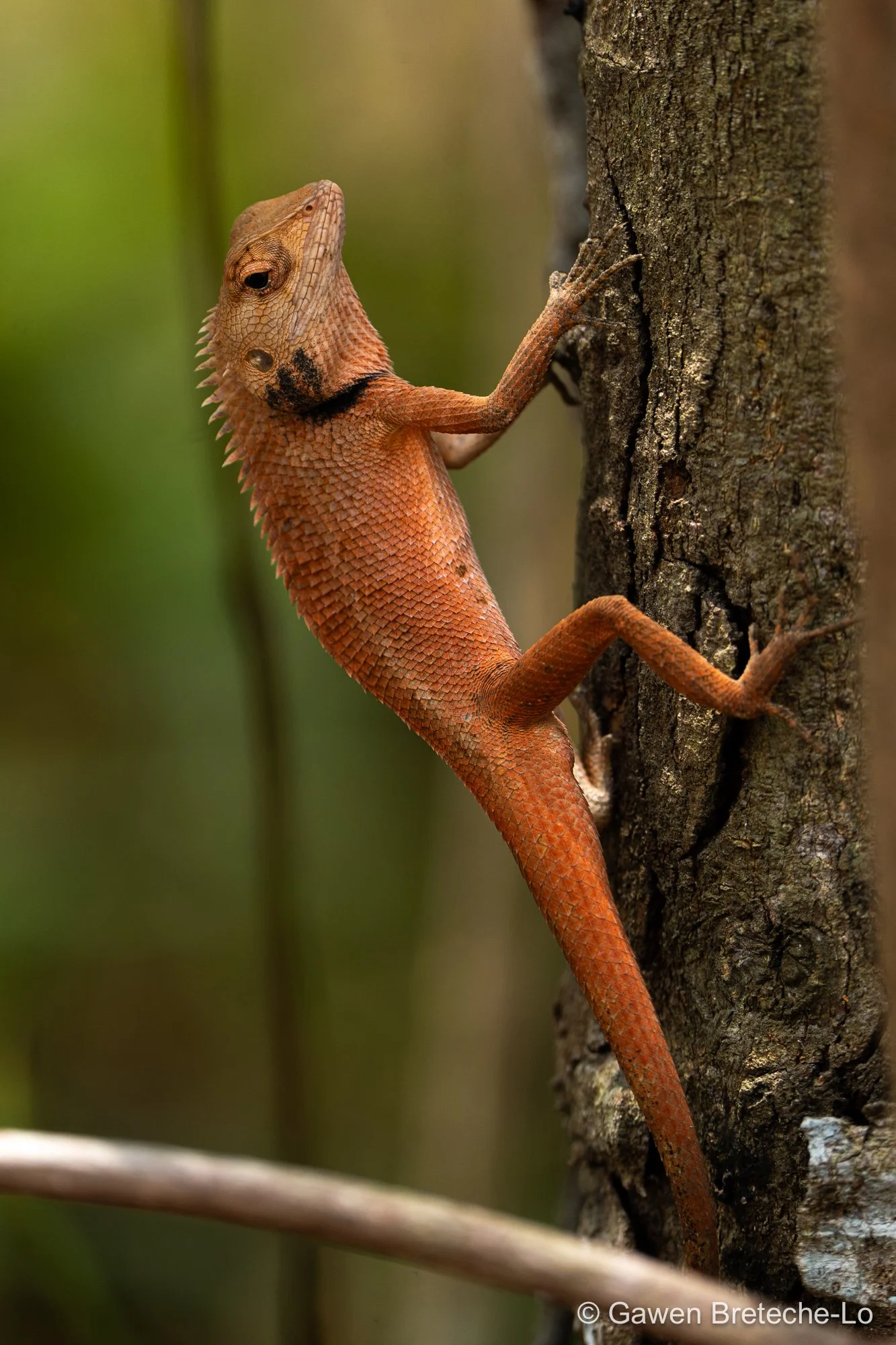 Oriental Garden Lizard (Calotes versicolor), South Vietnam 2026