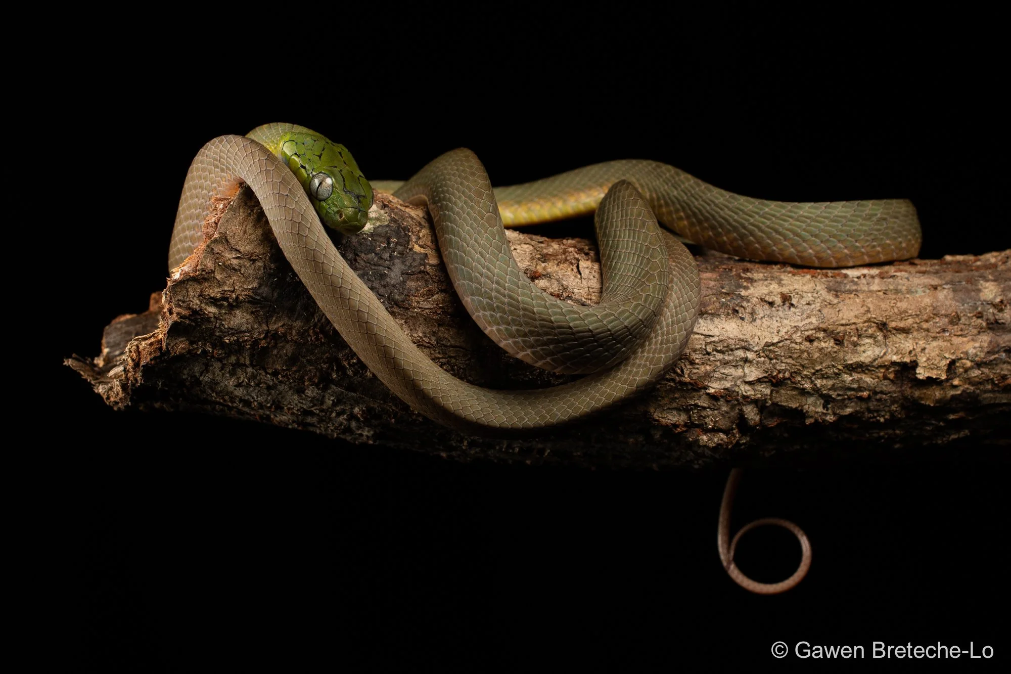 Green Cat Snake (Boiga cyanea), South Vietnam 2026