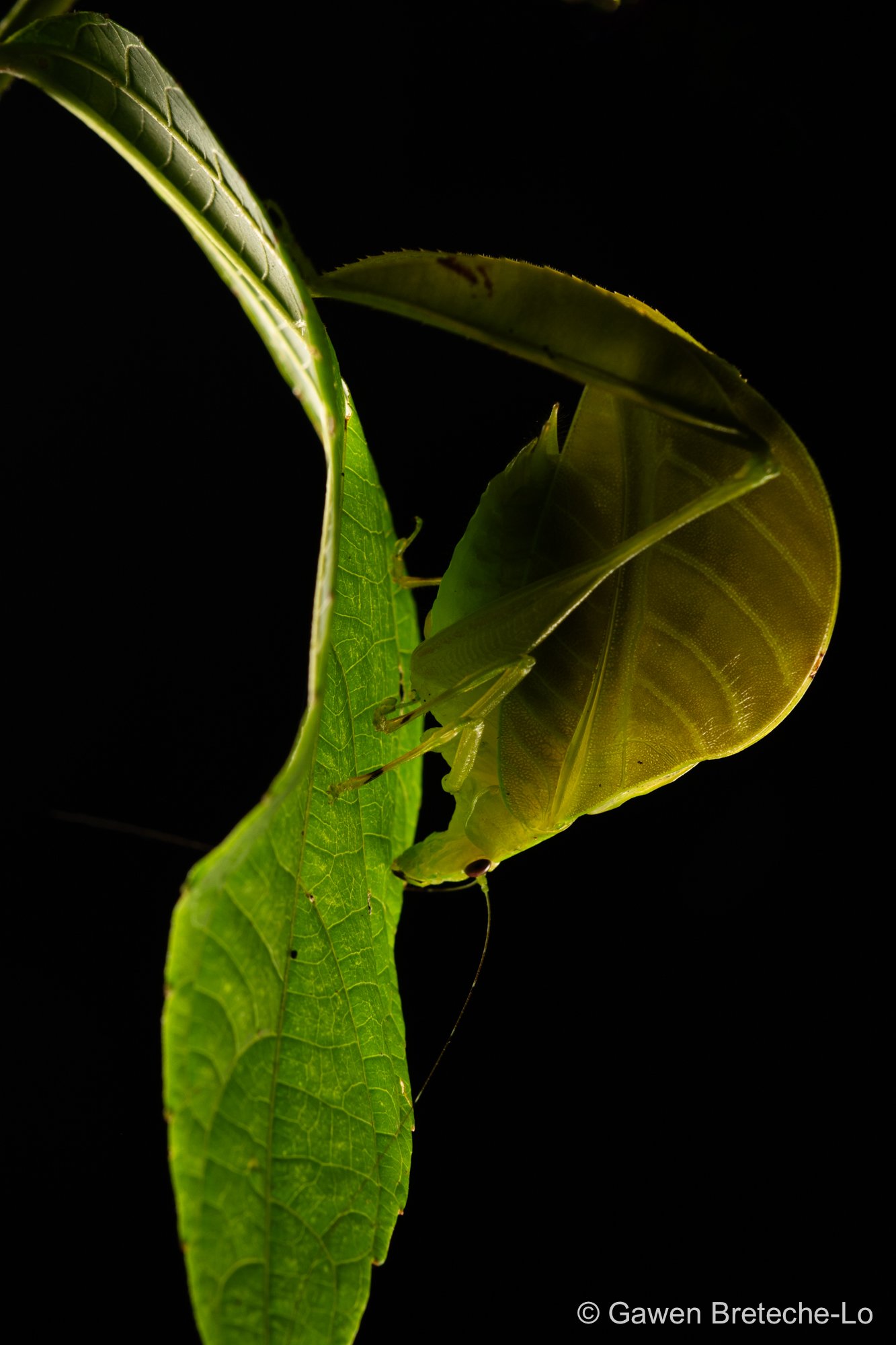Leaf-legged Katydid (Eulophophyllum lobulatum) ● Sabah, Borneo 2024