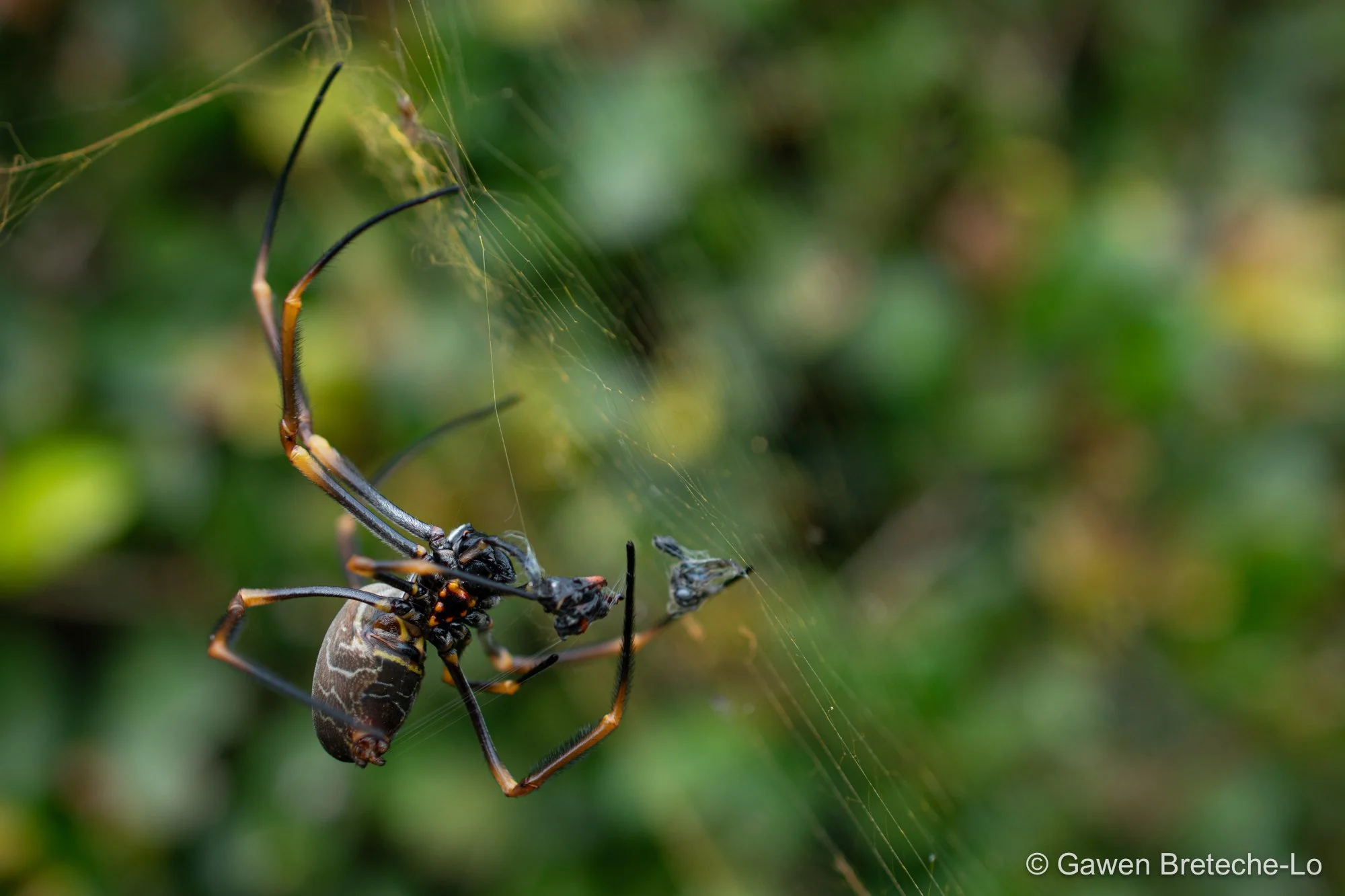 Tiger Spider (Trichonephila plumipes) ● Queensland, Australia 2018