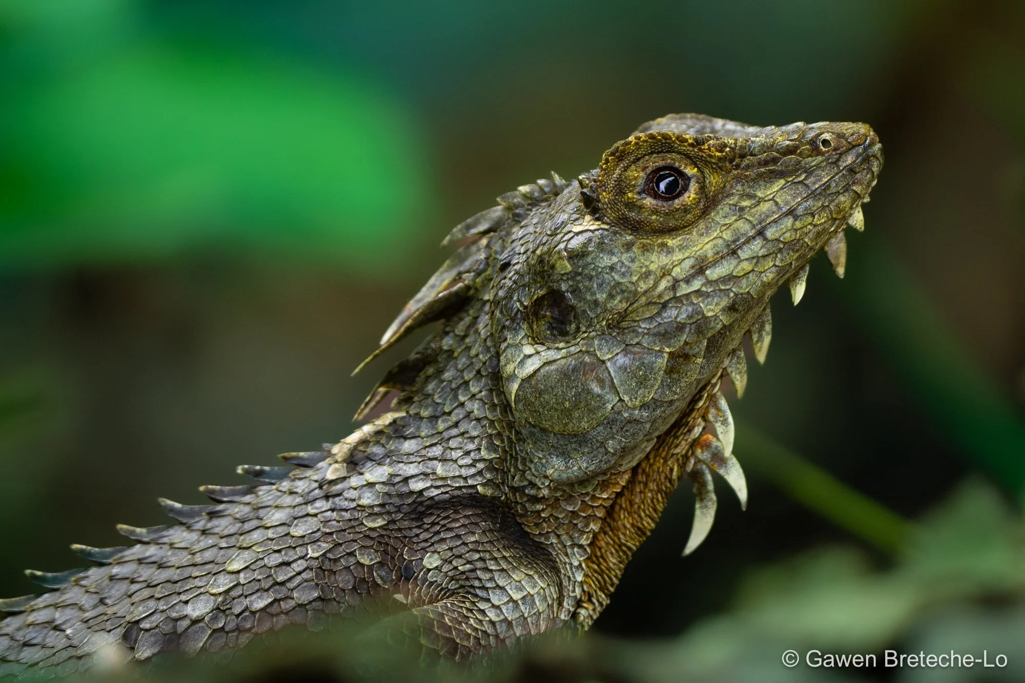 Kinabalu Crested Agama
(Hypsicalotes kinabaluensis) ● Sabah, Borneo 2024
