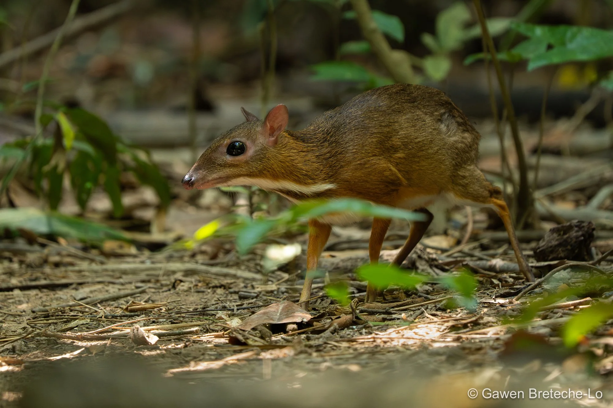 Mousedeer (Tragulus kanchil), South Vietnam 2026