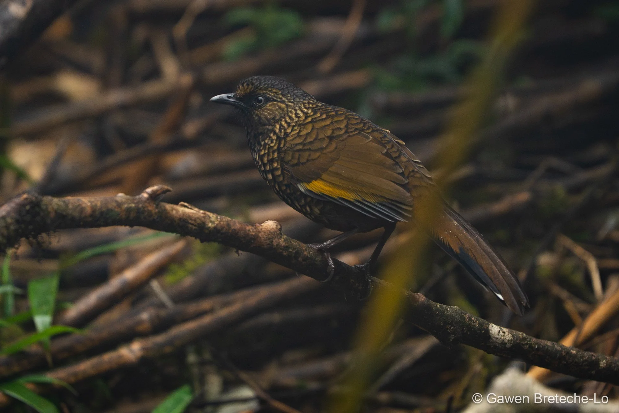 Scaly Laughingthrush (Trochalopteron subunicolor), North Vietnam 2026