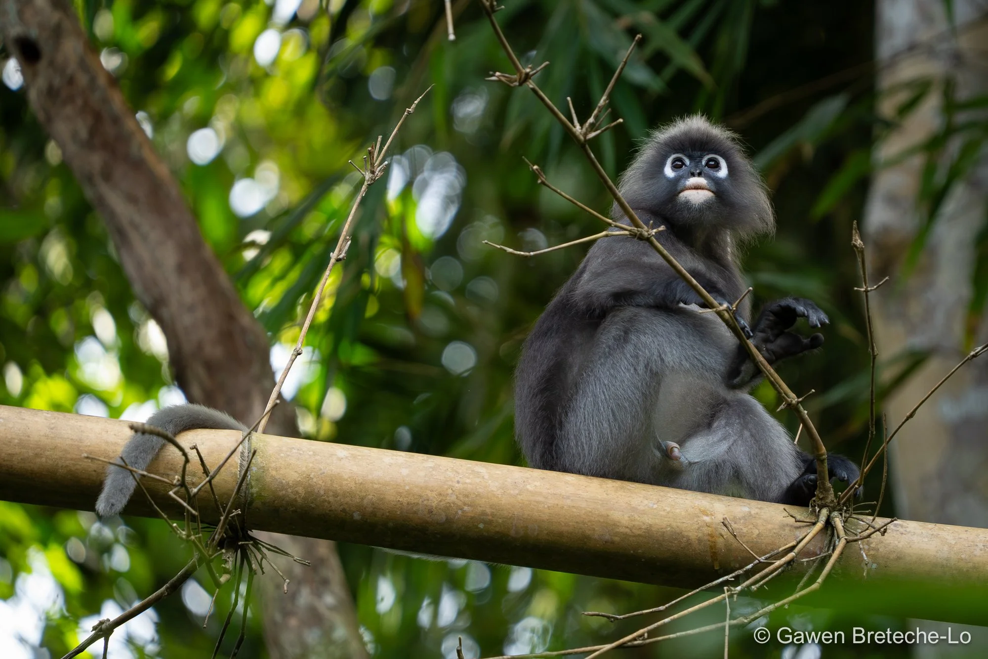 Dusky Leaf Monkey (Trachypithecus obscurus), Pahang, Malaysia 2026
