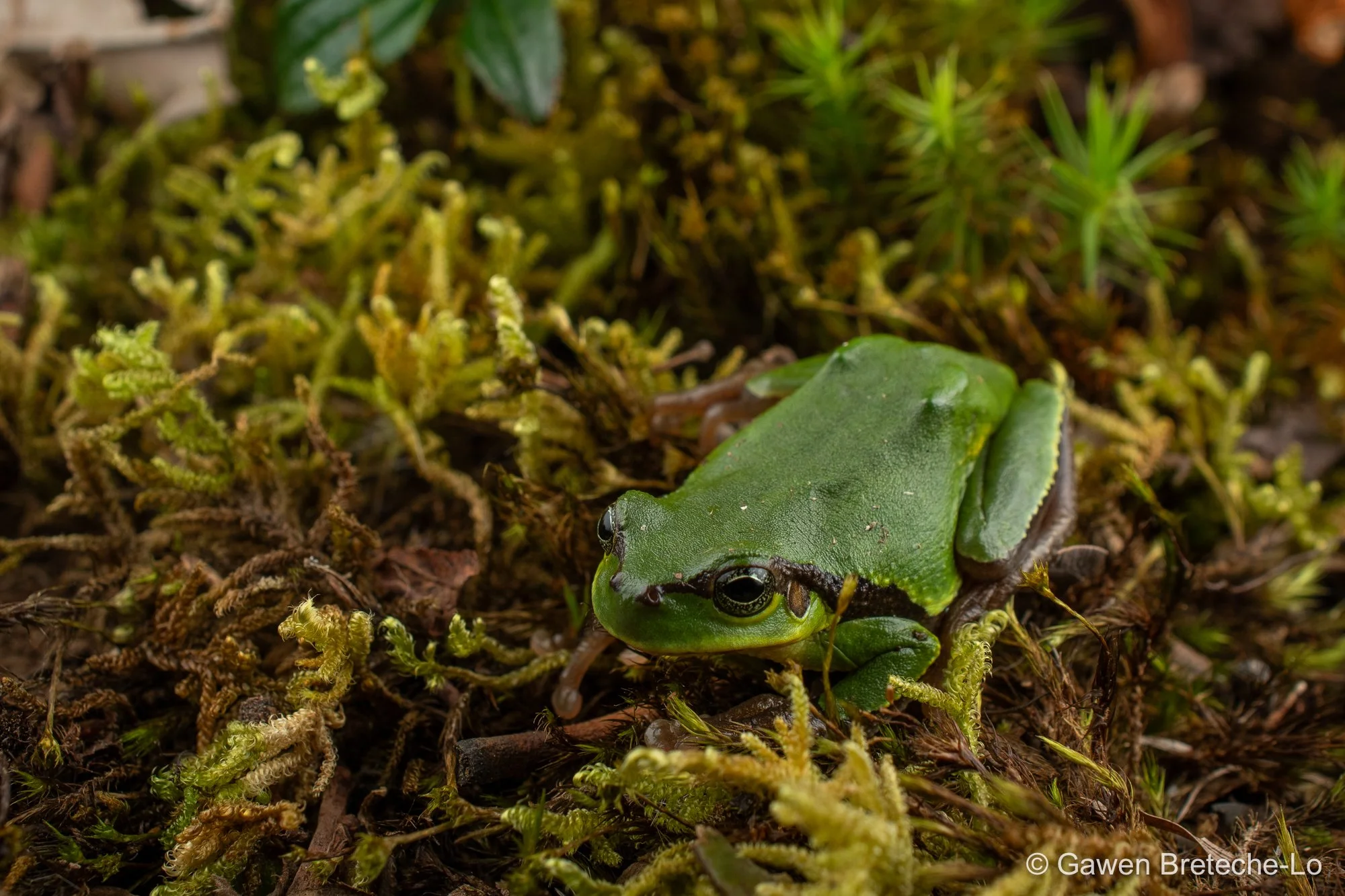 Jerdon's Tree Frog (Hyla annectans), North Vietnam 2026