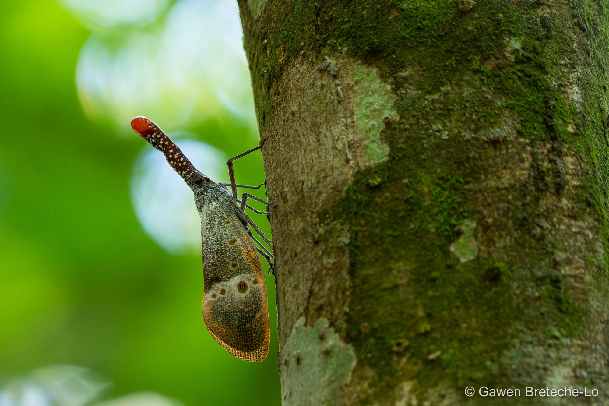 Lanternfly (Pyrops pyrorhynchus), Perak, Malaysia 2026