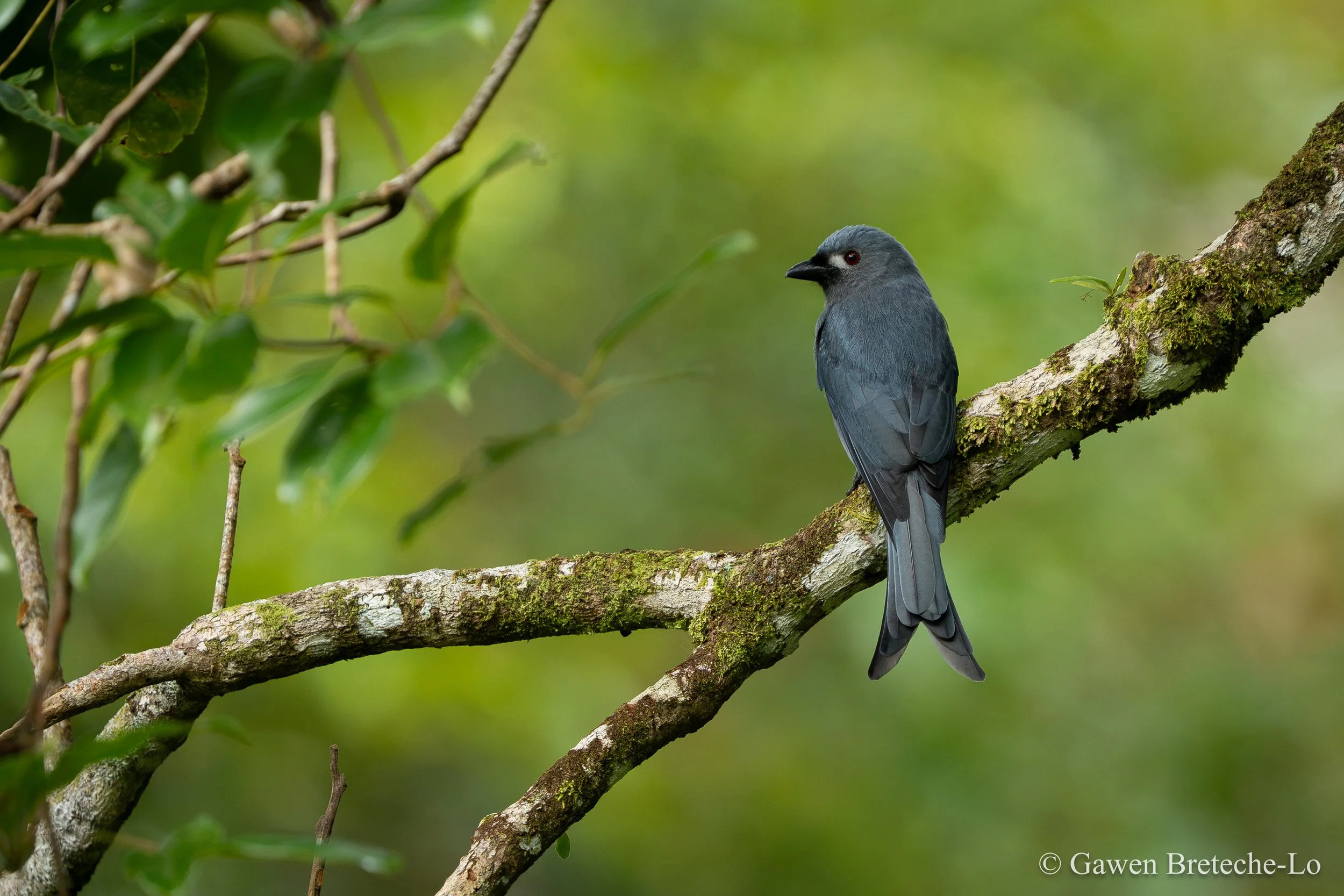 An Ashy Drongo waiting for an unfortunate insect to fly by (Penrissen, Sarawak)