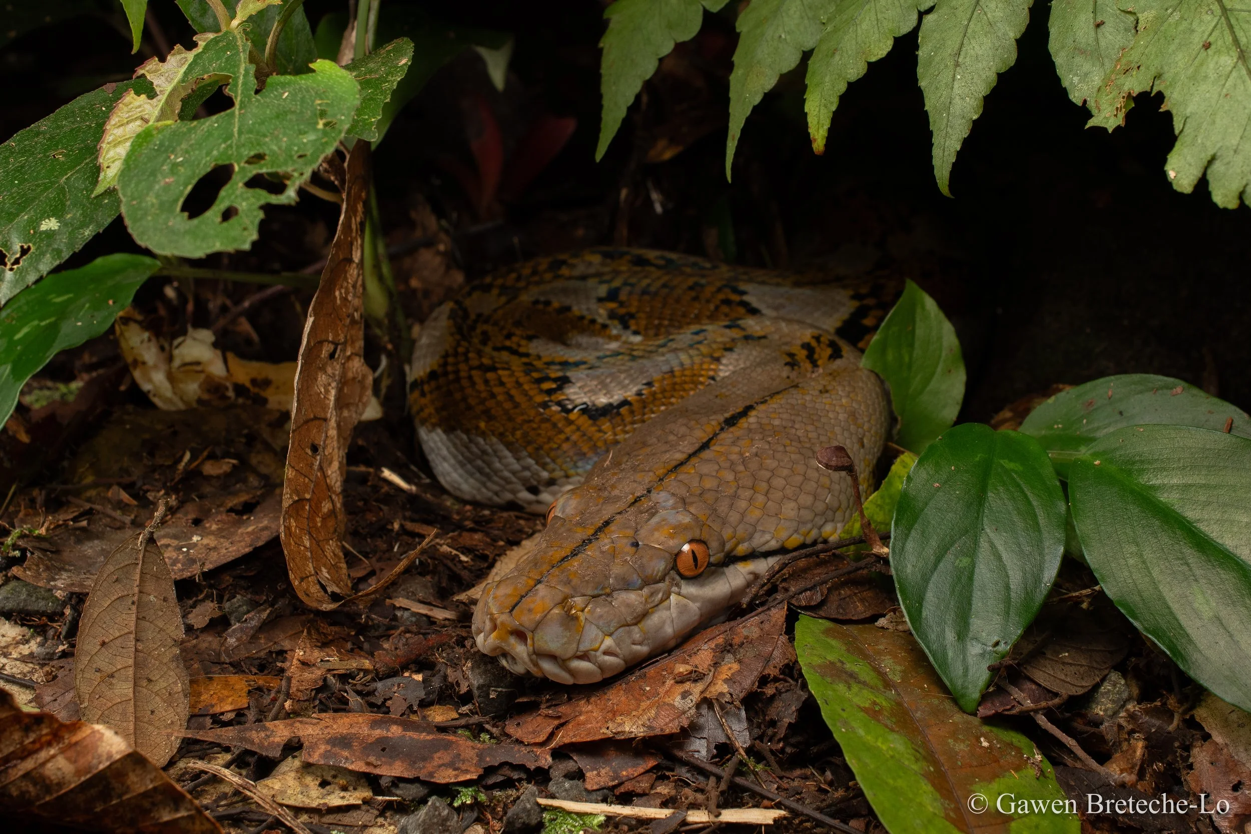 Capable of growing over 7m in length, the Reticulated Python is the longest snake in the world (Tawau, Sabah)