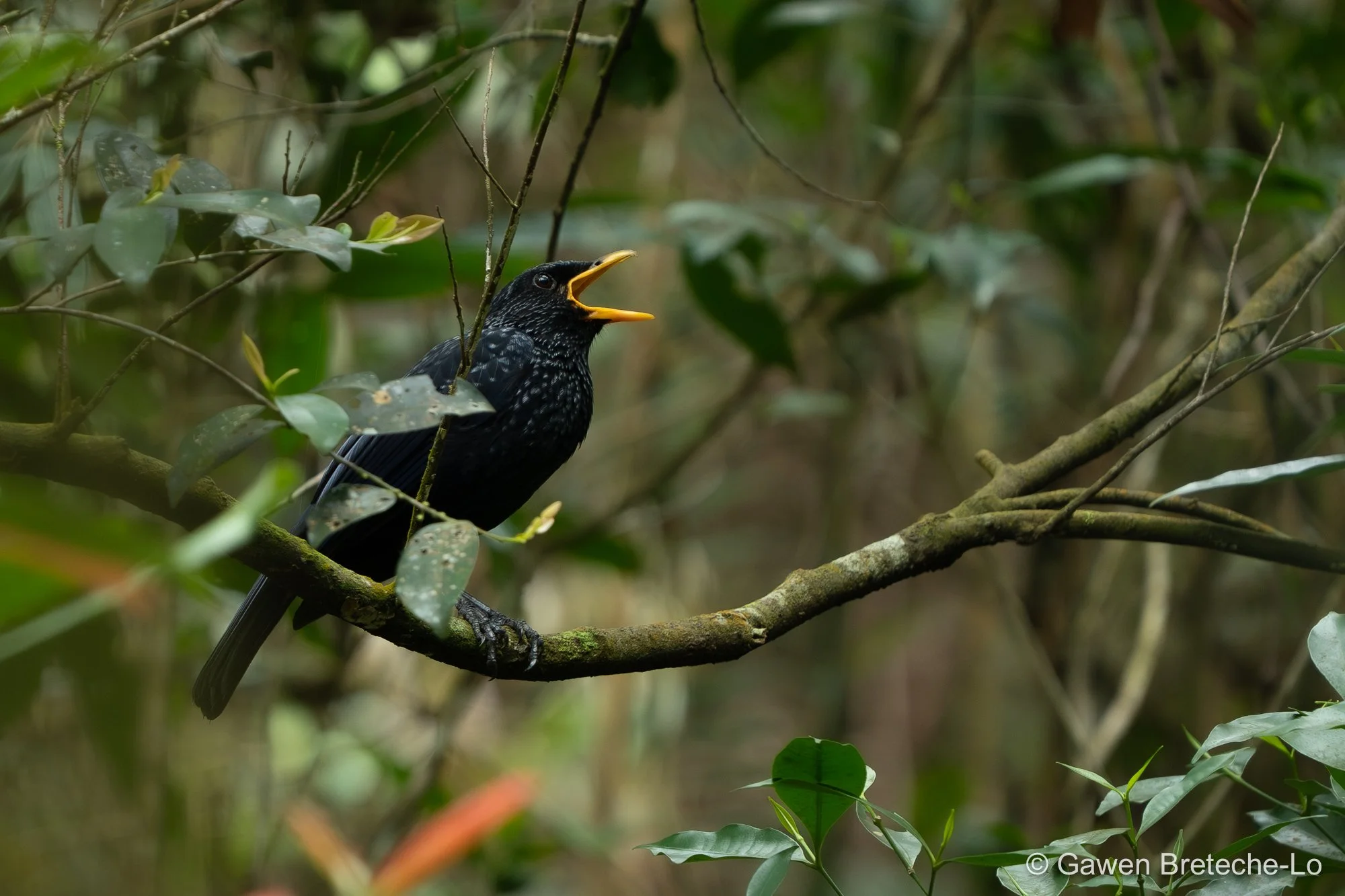 Blue Whistling-Thrush (Myophonus caeruleus), Central Vietnam 2026