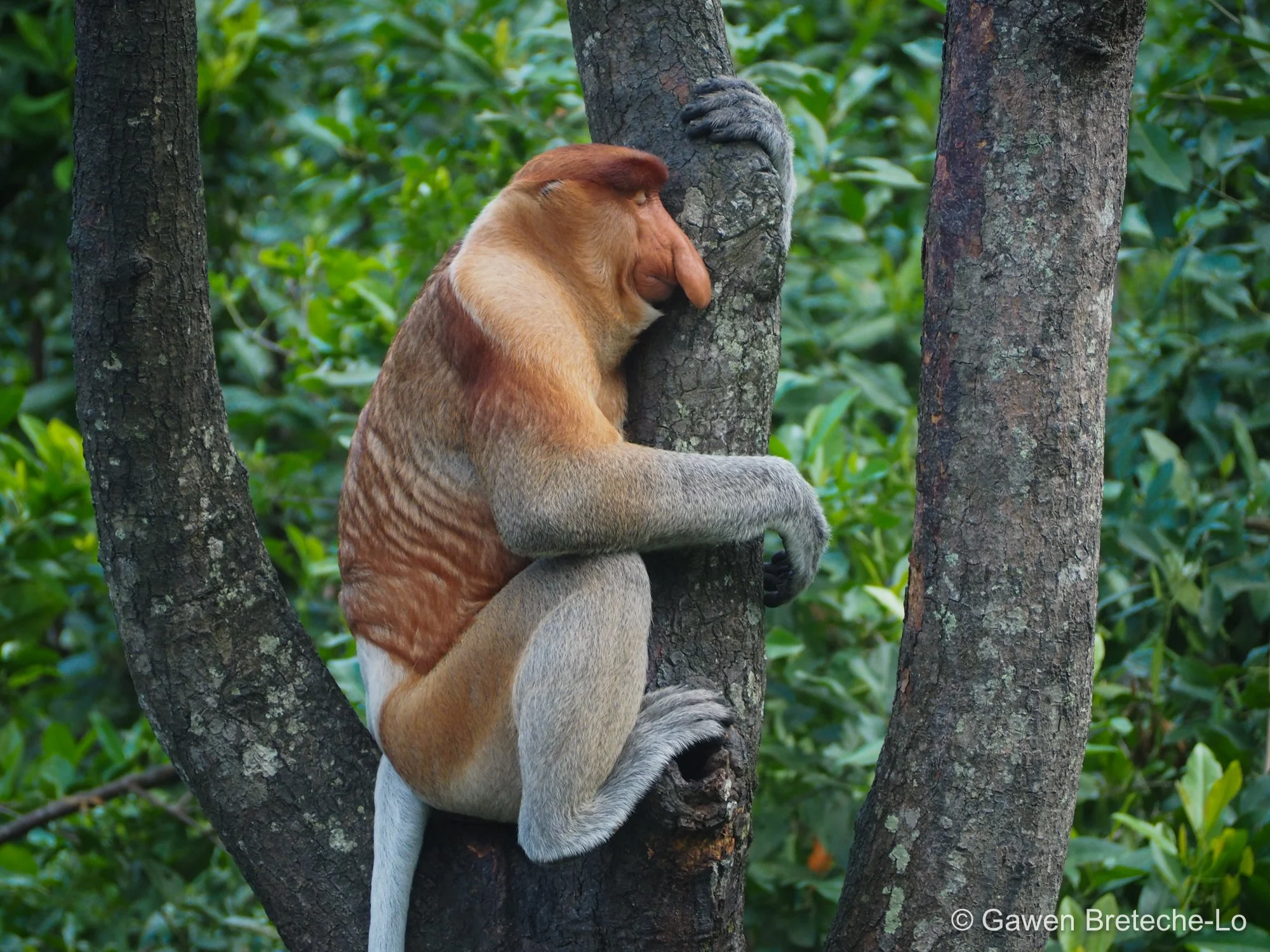 Proboscis Monkey (Nasalis larvatus) ● Sabah, Borneo 2017