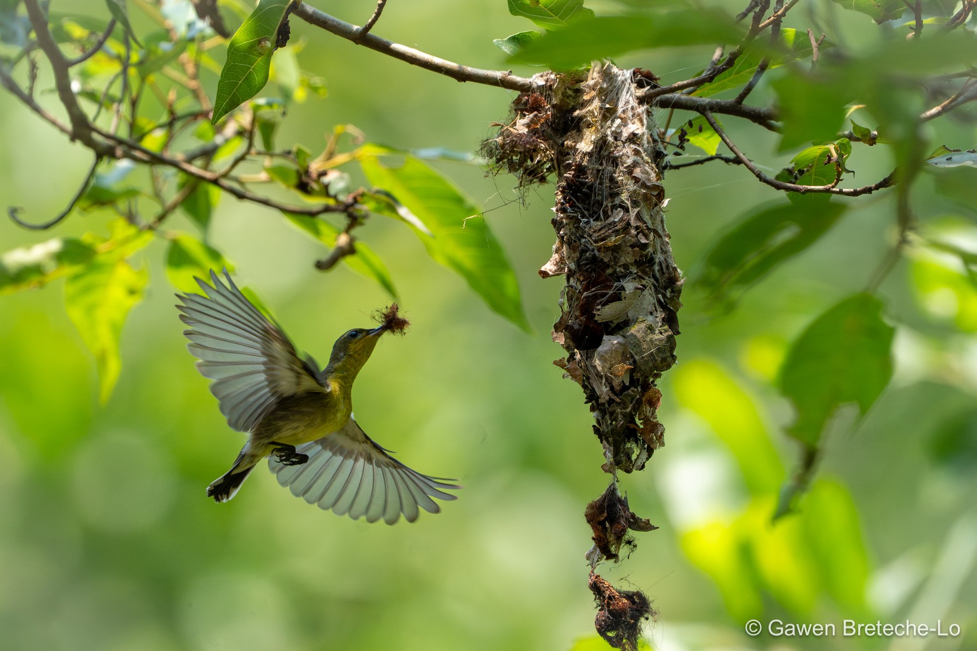 Ornate Sunbird (Cinnyris ornatus), Central Vietnam 2026