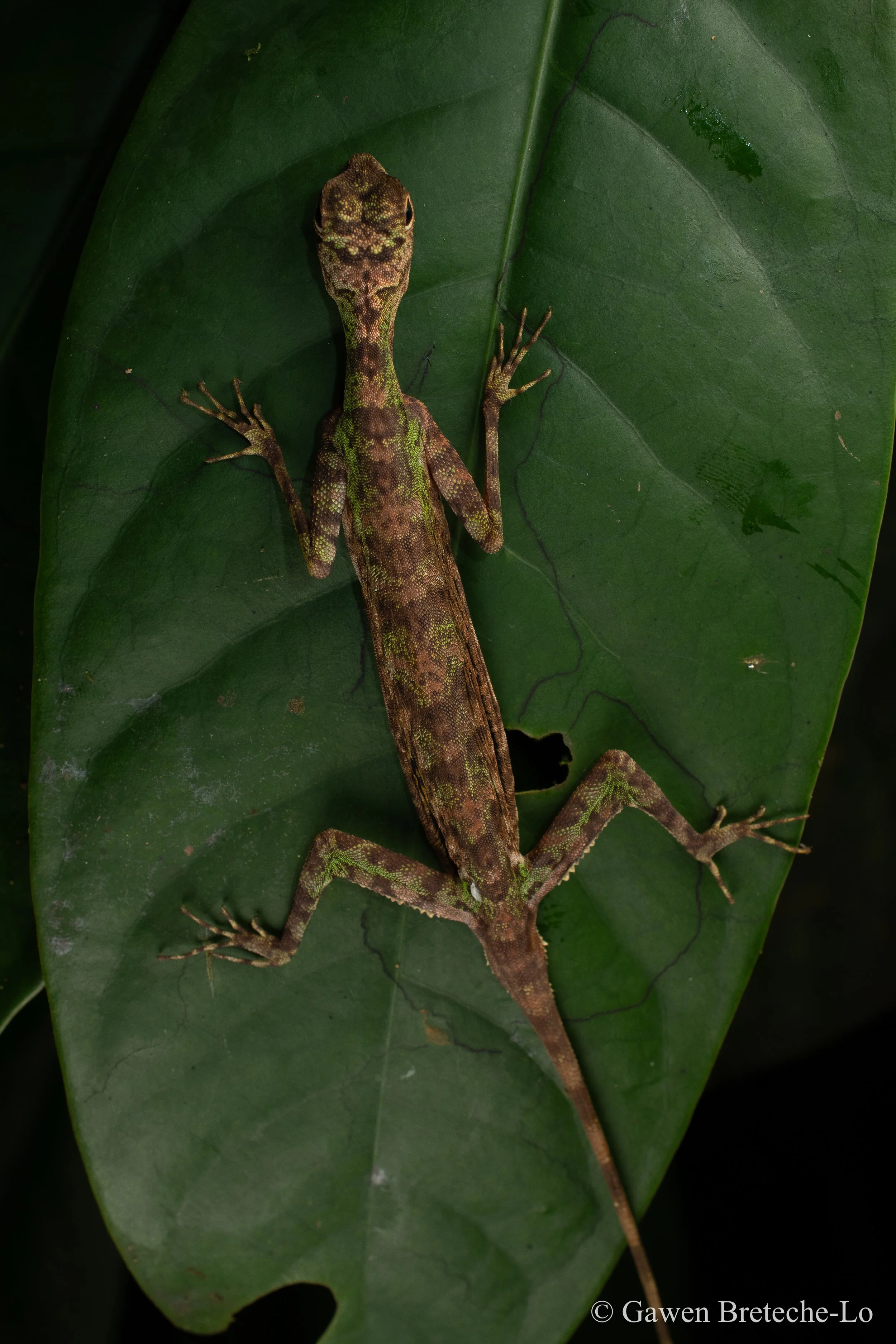 Black-barbed Flying Dragon (Draco melanopogon), Sabah, Borneo 2025