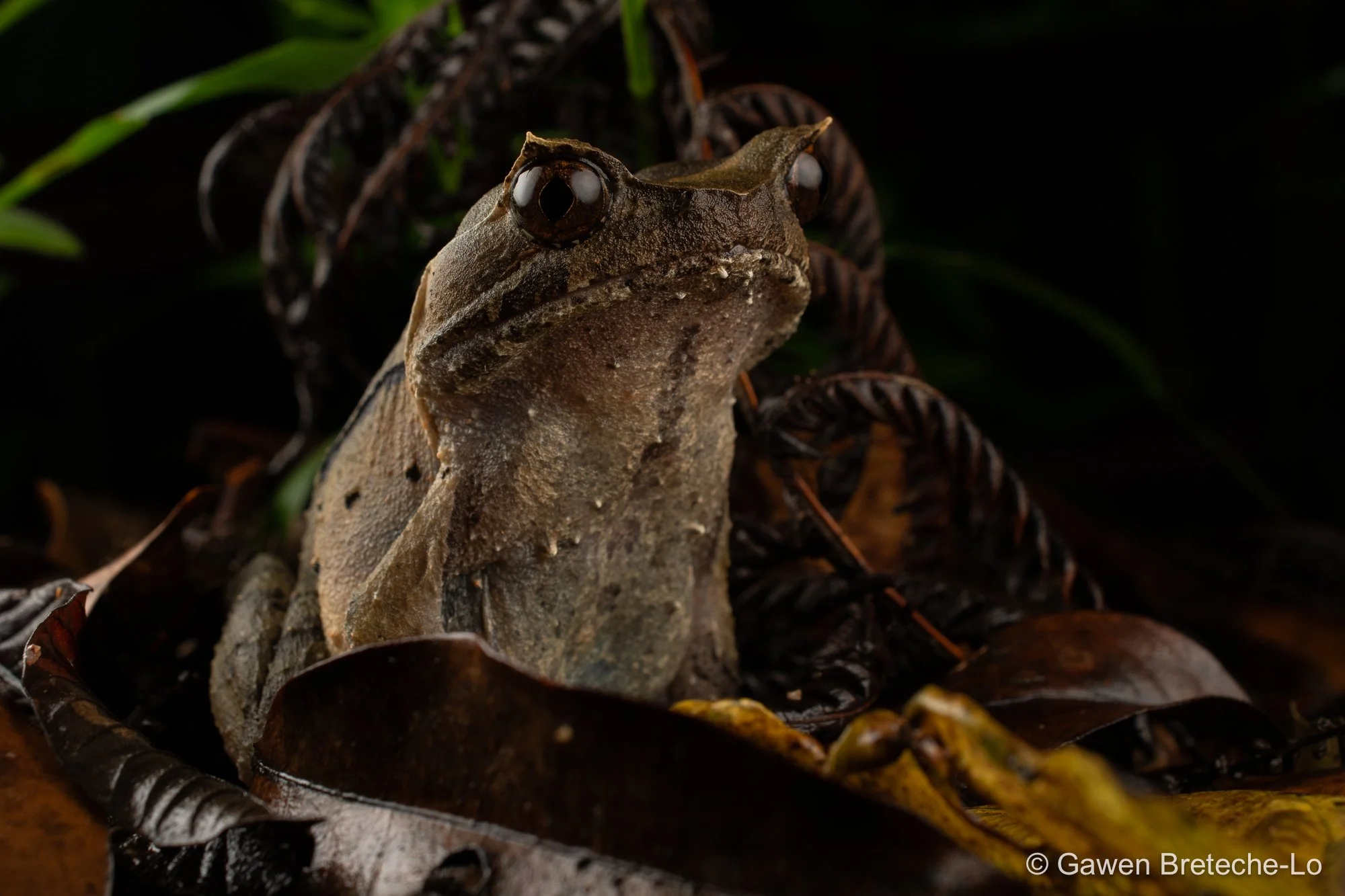 Perak Horned Frog (Grillitschia aceras), Pahang, Malaysia 2026