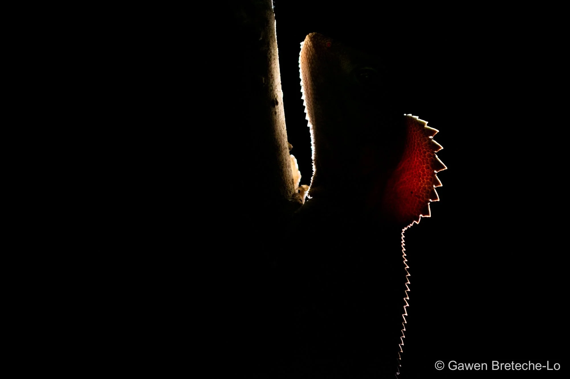 Southern Angle-Headed Dragon (Lophosaurus spinipes) ● Queensland, Australia 2019