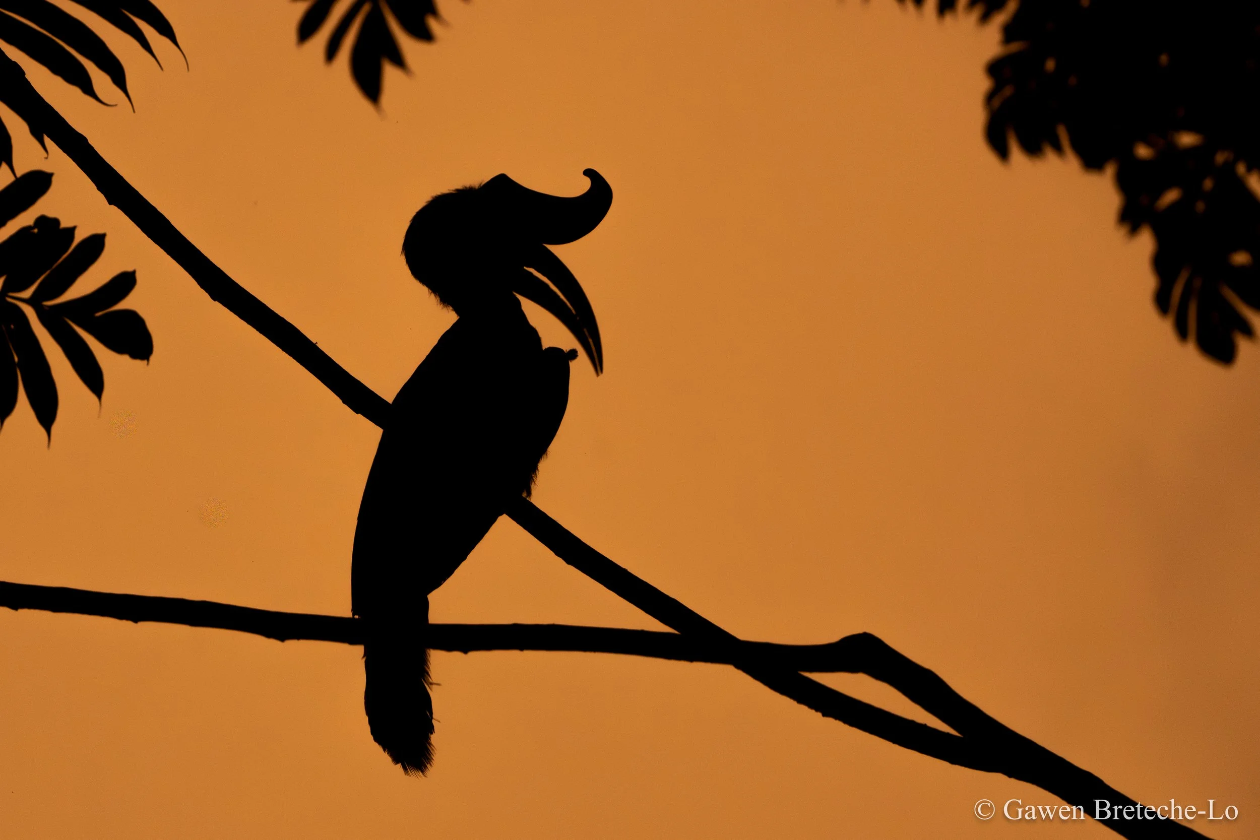 Silhouette of one of Borneo's most iconic birds, the Rhinoceros Hornbill (Tawau, Sabah)