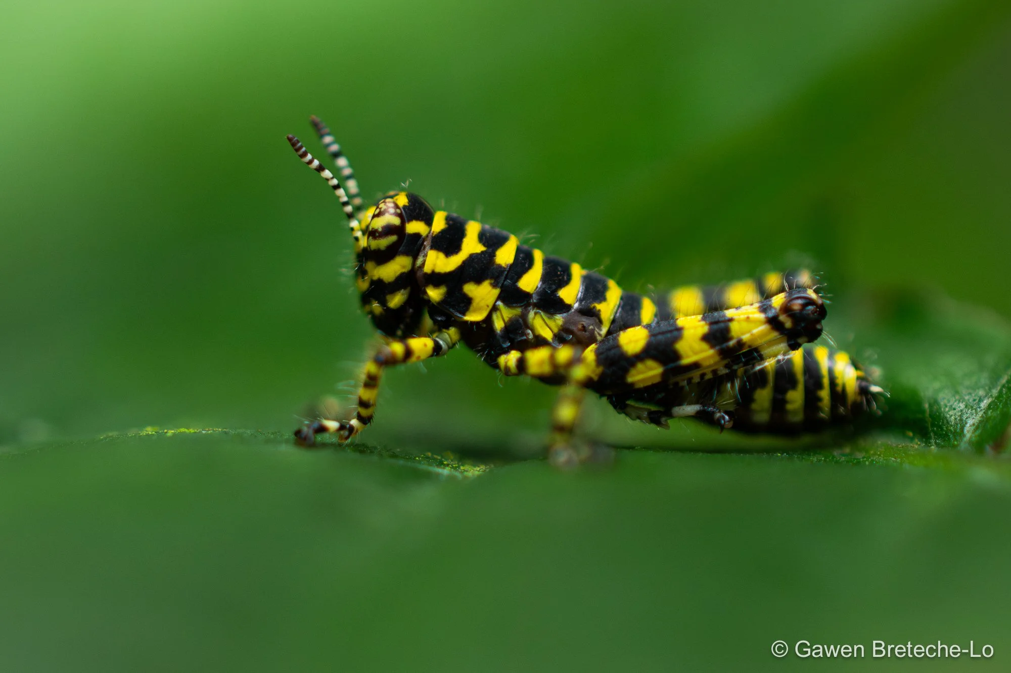 Pygmy Grasshopper, North Vietnam 2026