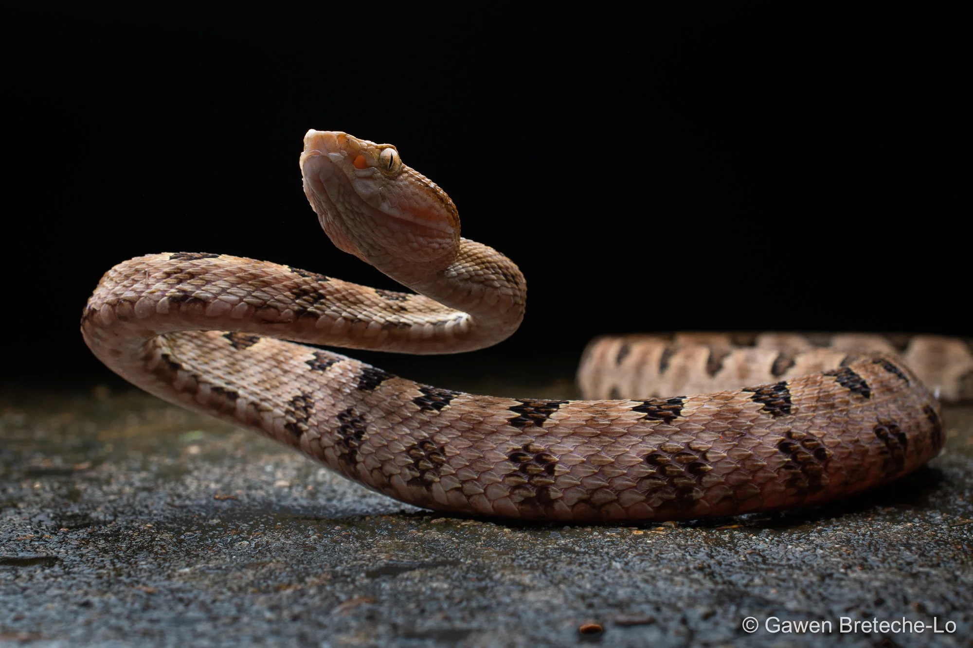 Brown Spotted Pitviper (Protobothrops mucrosquamatus), North Vietnam 2026