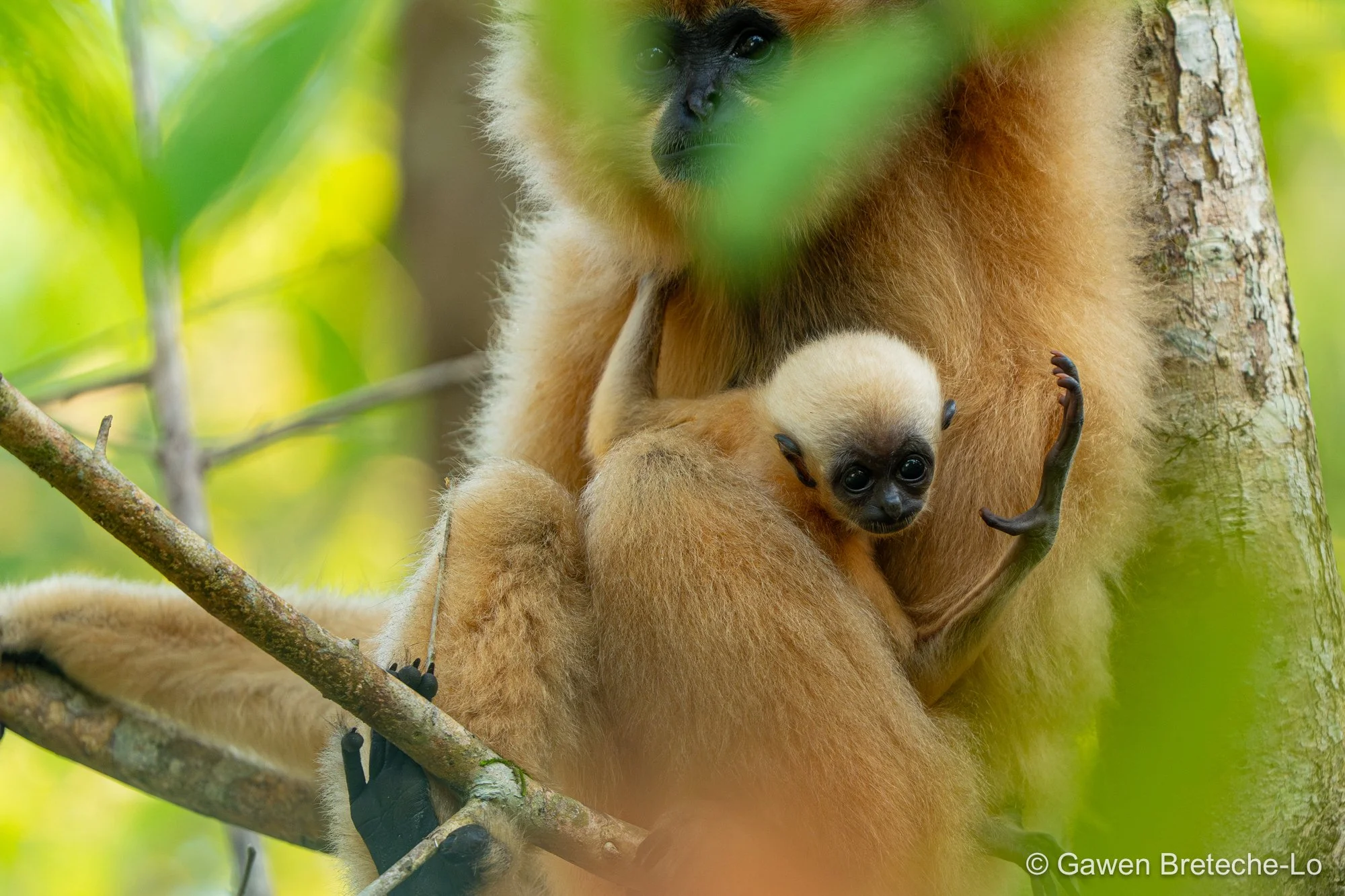 Southern Yellow-cheeked Gibbon (Nomascus gabriellae), South Vietnam 2026