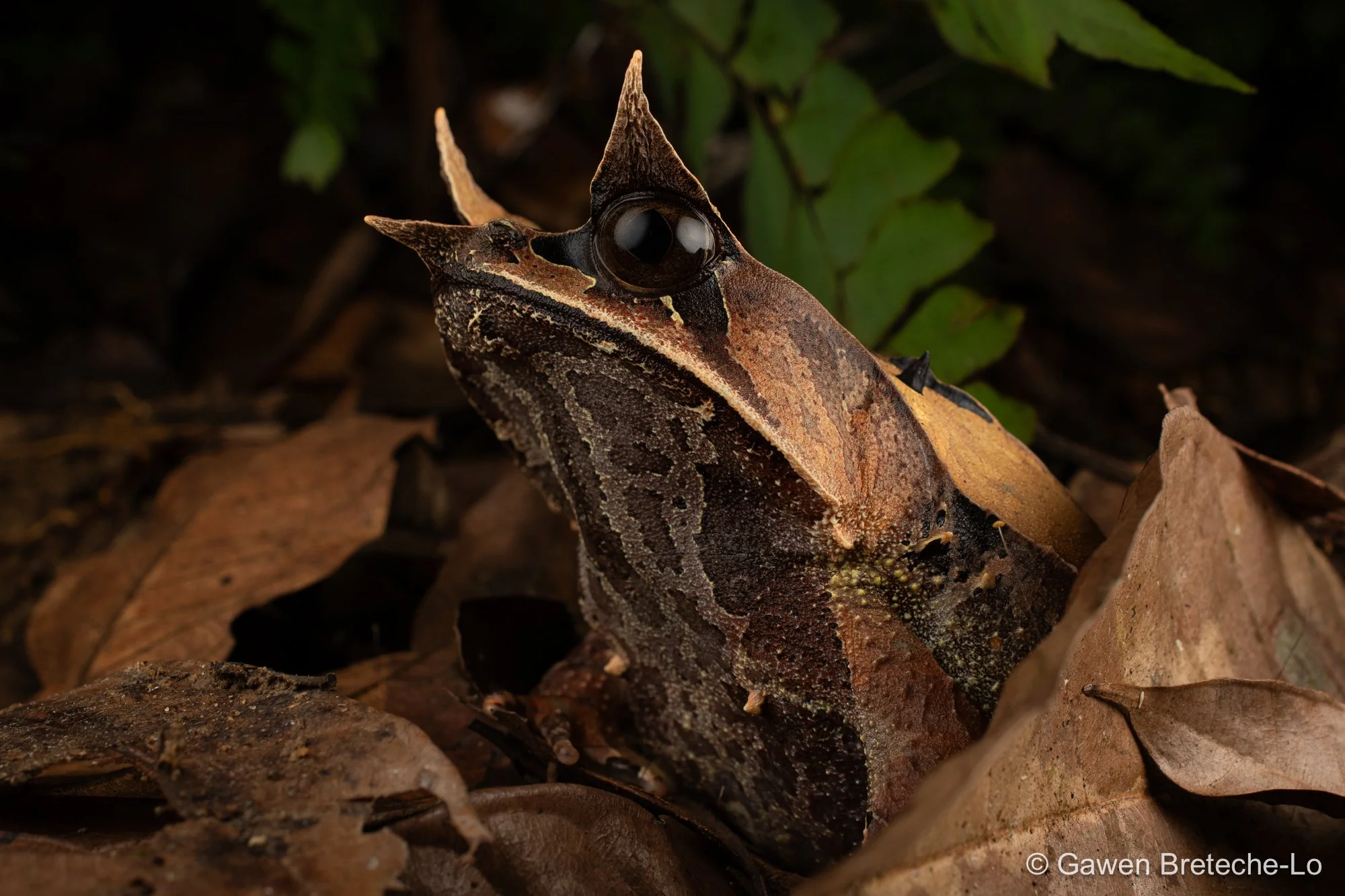 Long-nosed Horned Frog (Pelobatrachus nasutus), Perak, Malaysia 2026