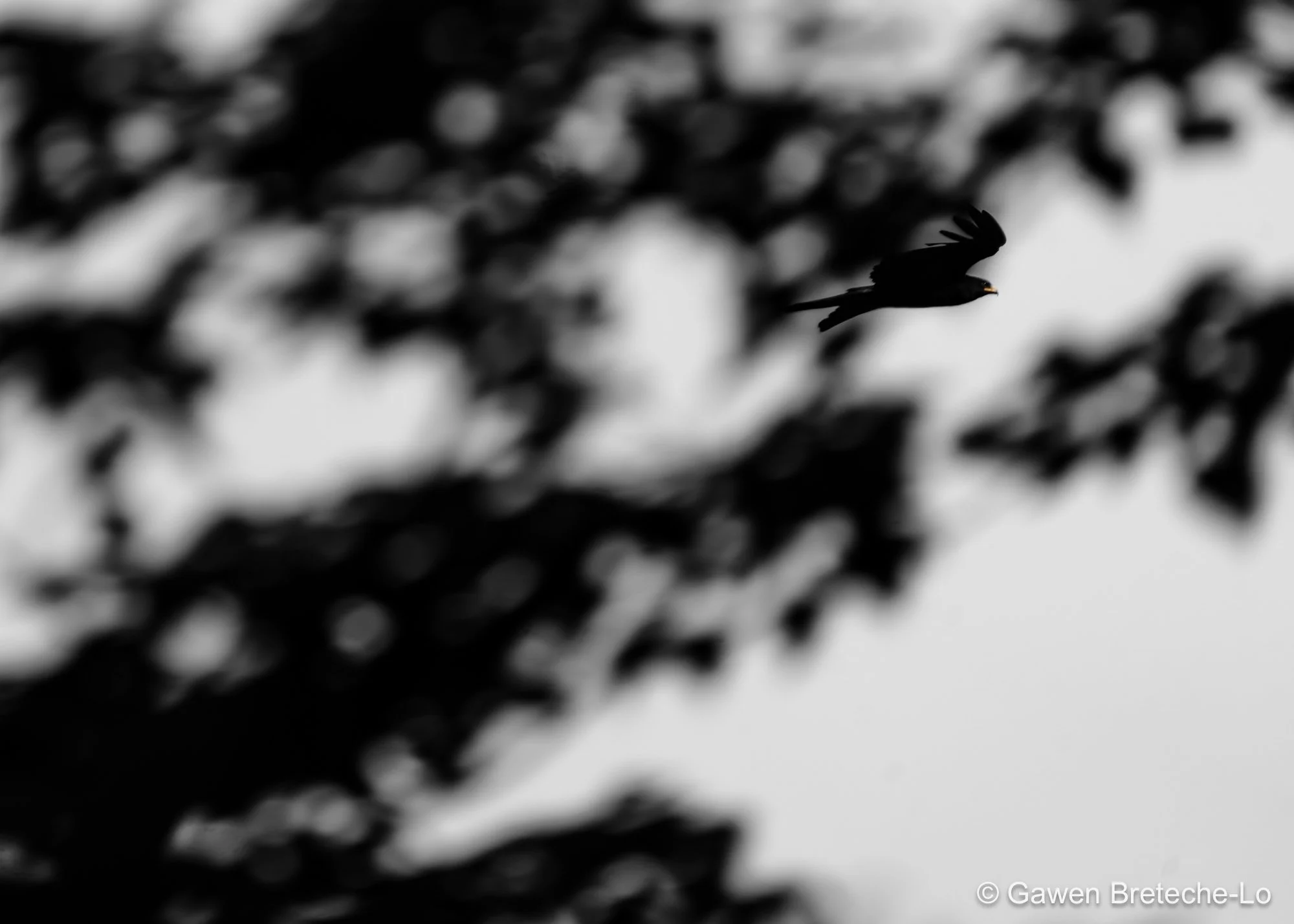 Black Eagle (Ictinaetus malaiensis), Central Vietnam 2026