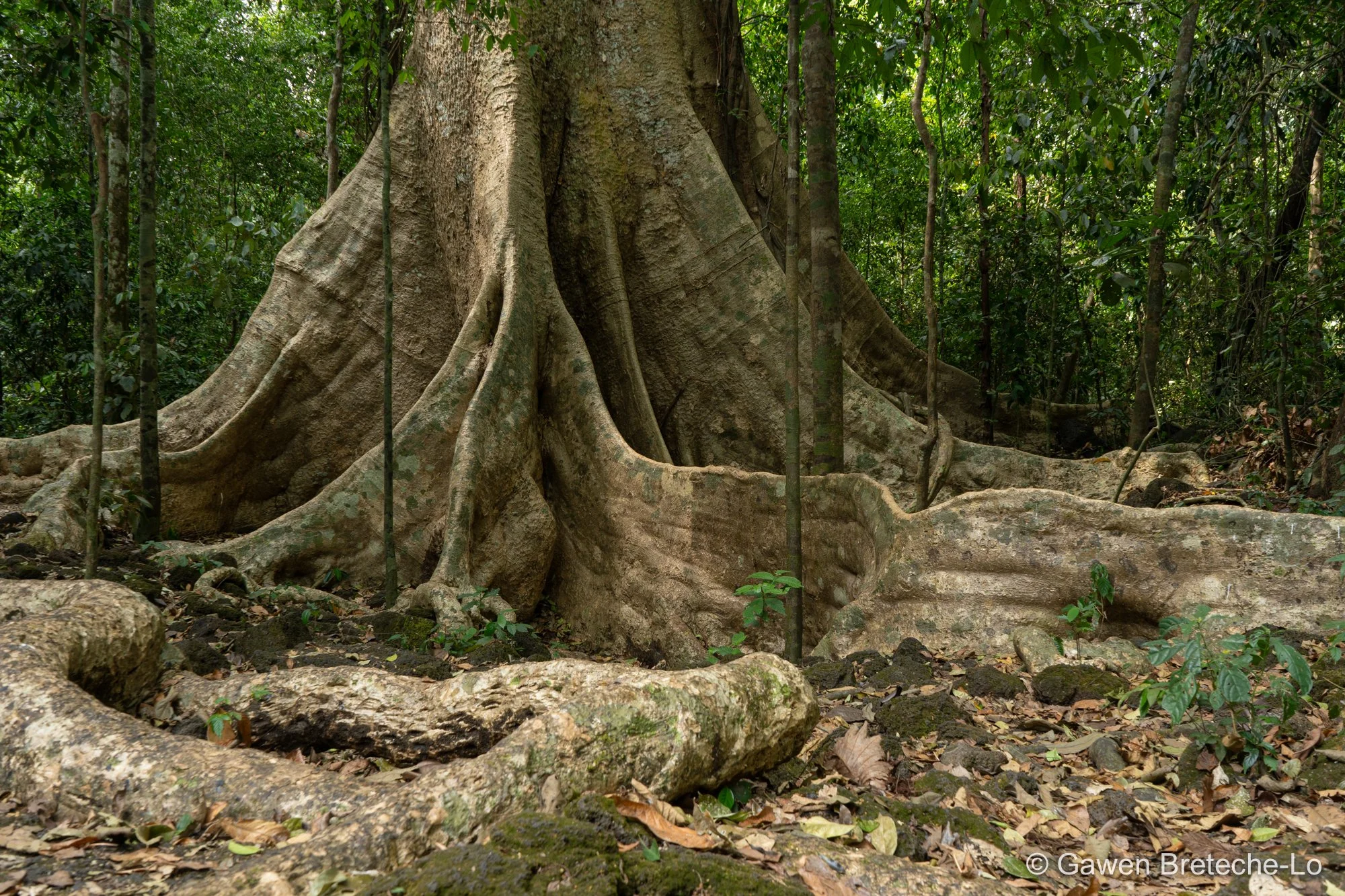 Shidam Tree (Tetrameles nudiflora), South Vietnam 2026