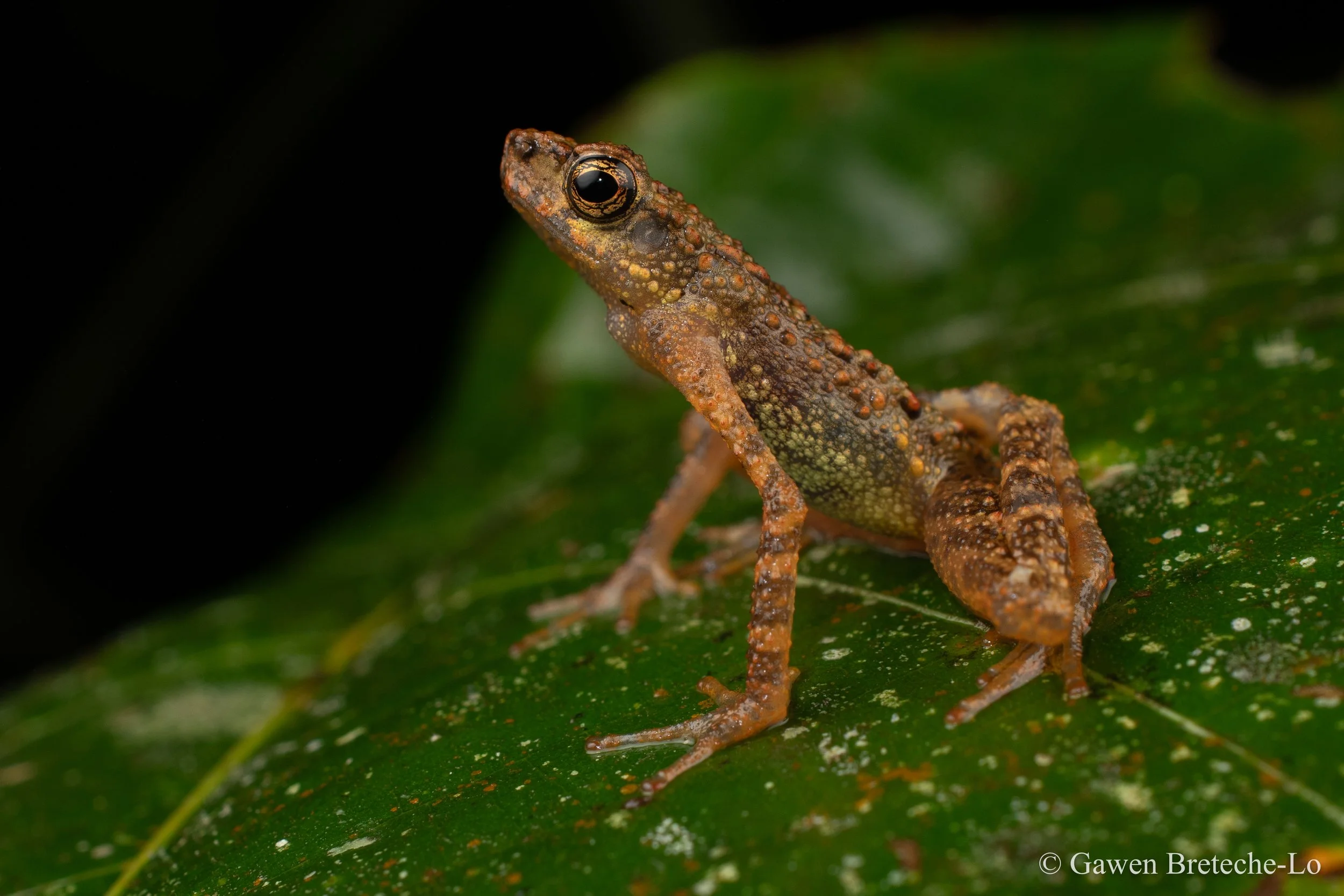 Dwarf Slender Toad (Ansonia minuta), Sarawak, Borneo 2026