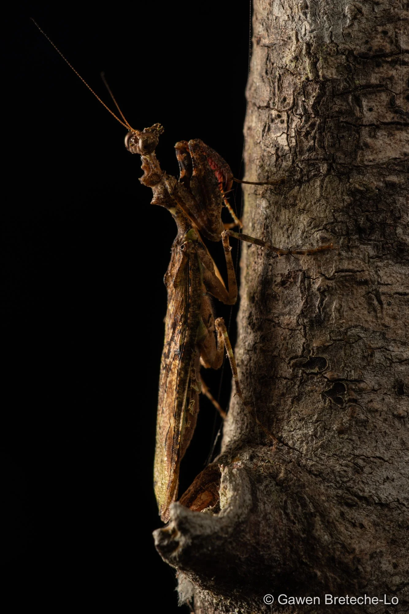 Flower Mantis (Majangella ophirensis) ● Sabah, Borneo 2024