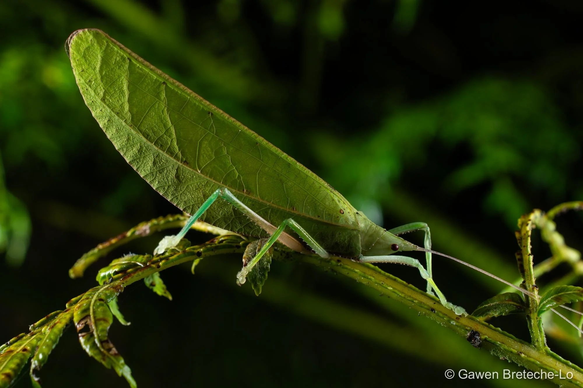 Leaf Katydid (Tympanophyllum atroterminatum) ● Sabah, Borneo 2026