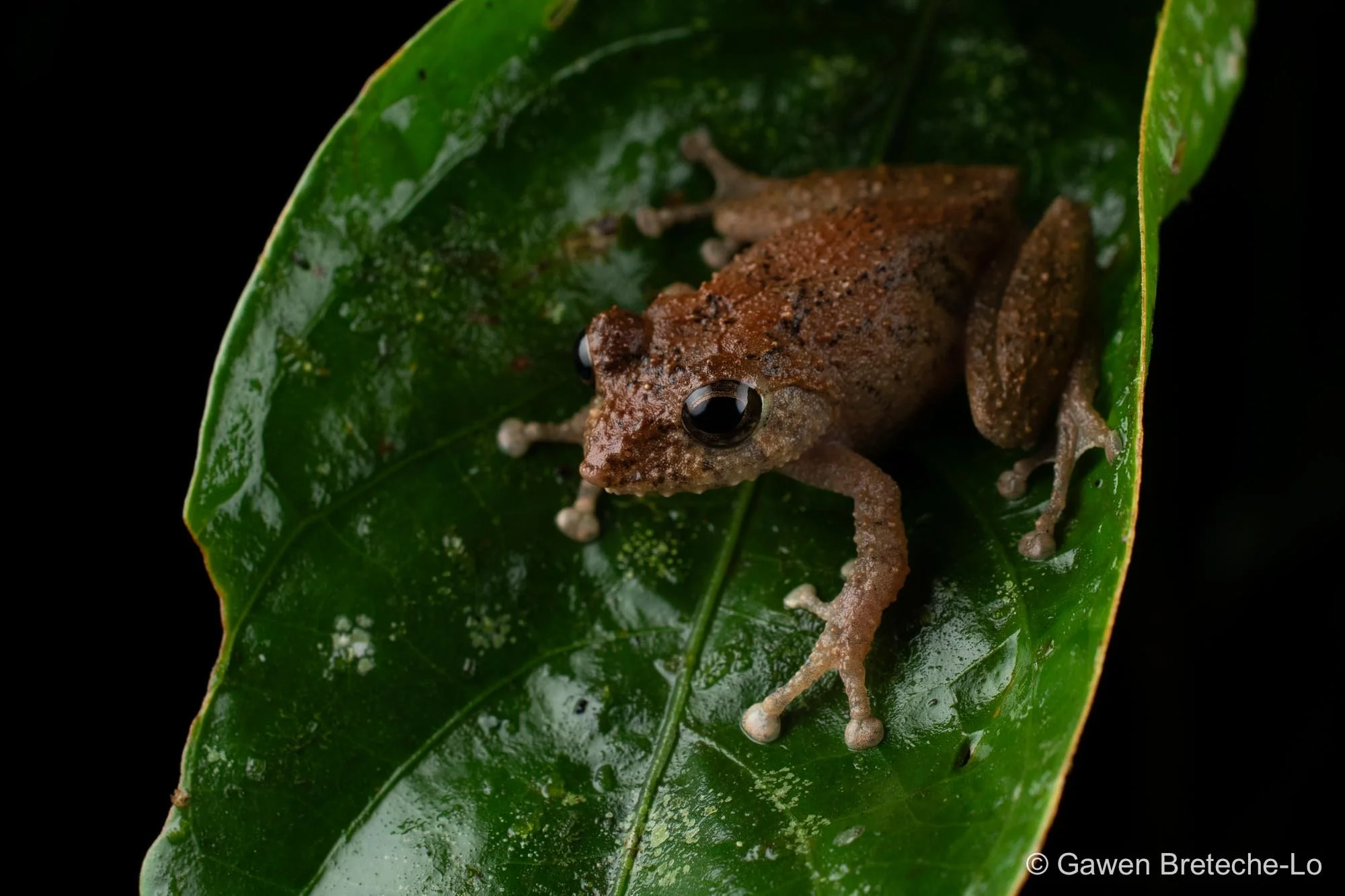 Shrub Frog (Philautus petersi) ● Sabah, Malaysia 2026