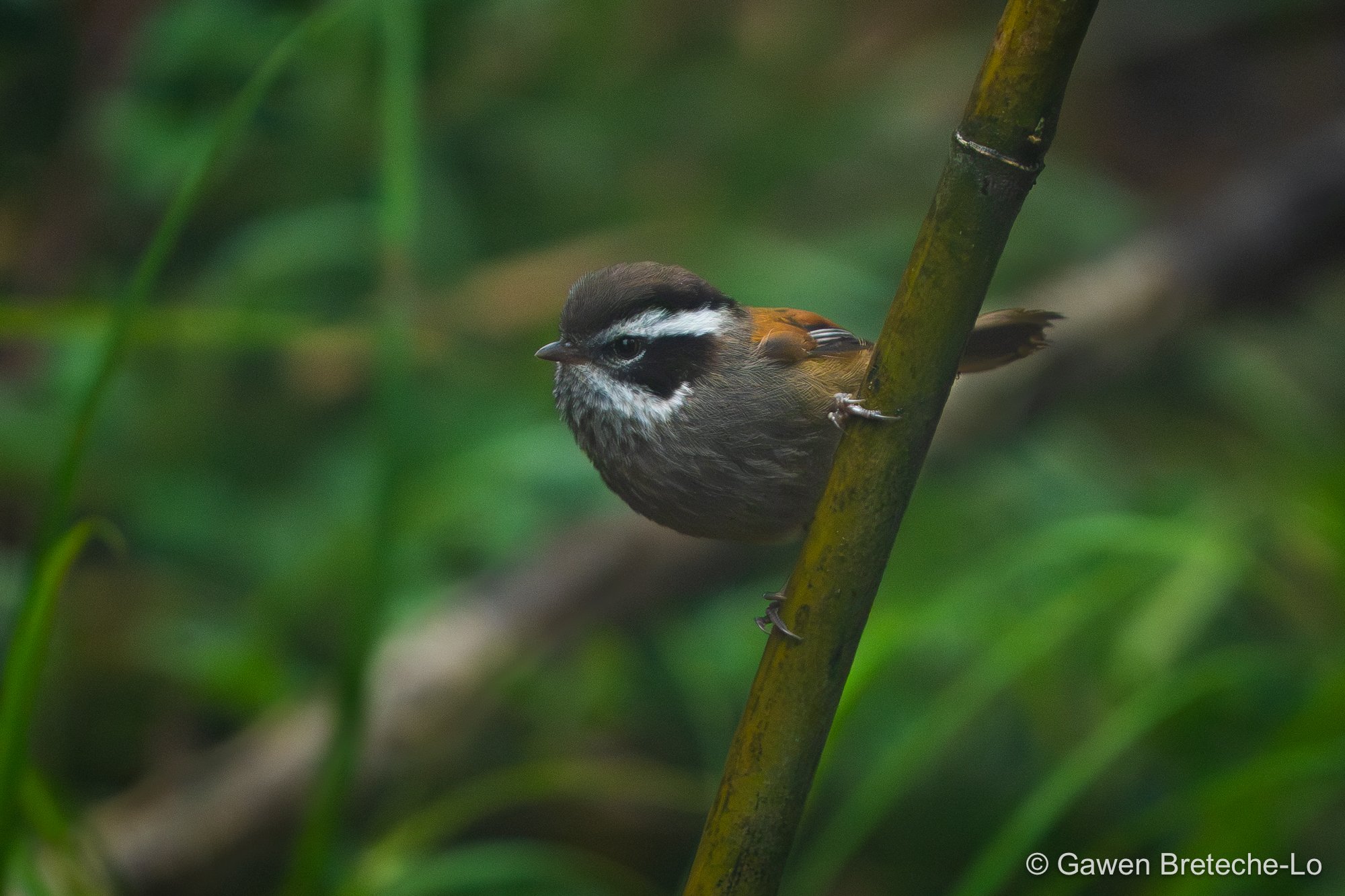 White-browed Fulvetta (Fulvetta vinipectus), North Vietnam 2026