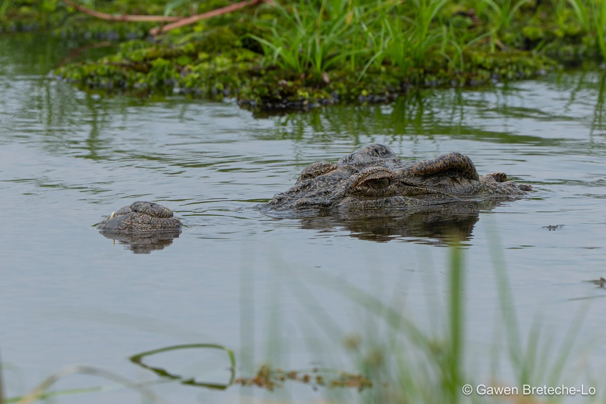 Siamese Crocodile (Crocodylus siamensis), South Vietnam 2026