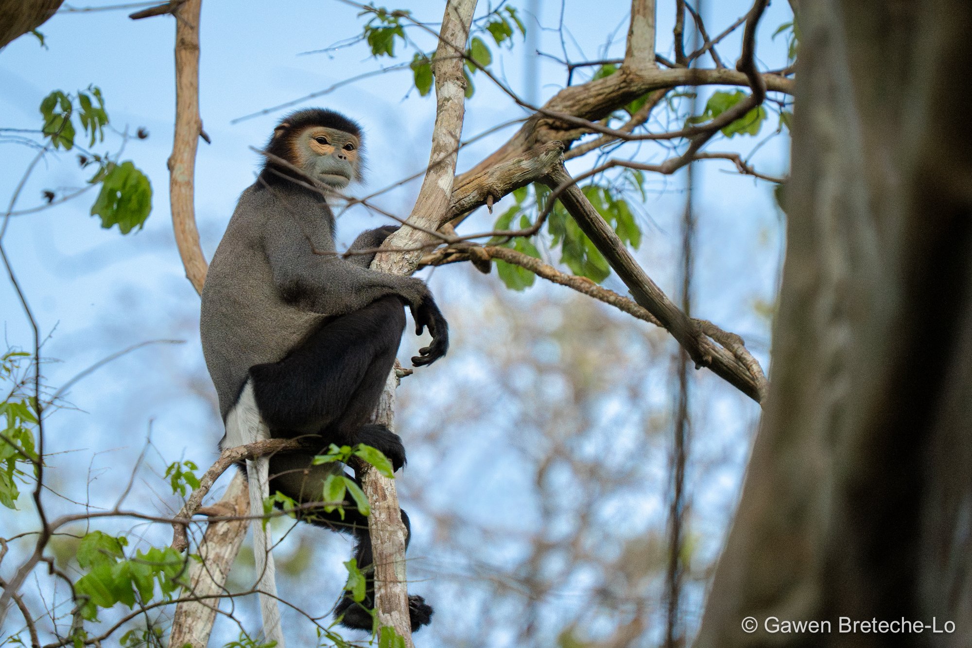 Black-shanked Douc Langur (Pygathrix nigripes), South Vietnam 2026