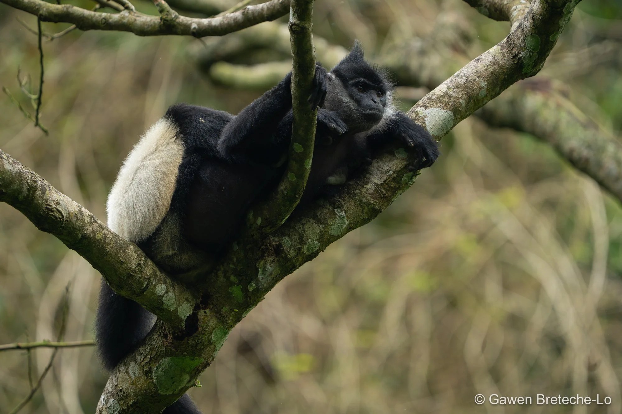 Delacour's Lutung (Trachypithecus delacouri), North Vietnam 2026