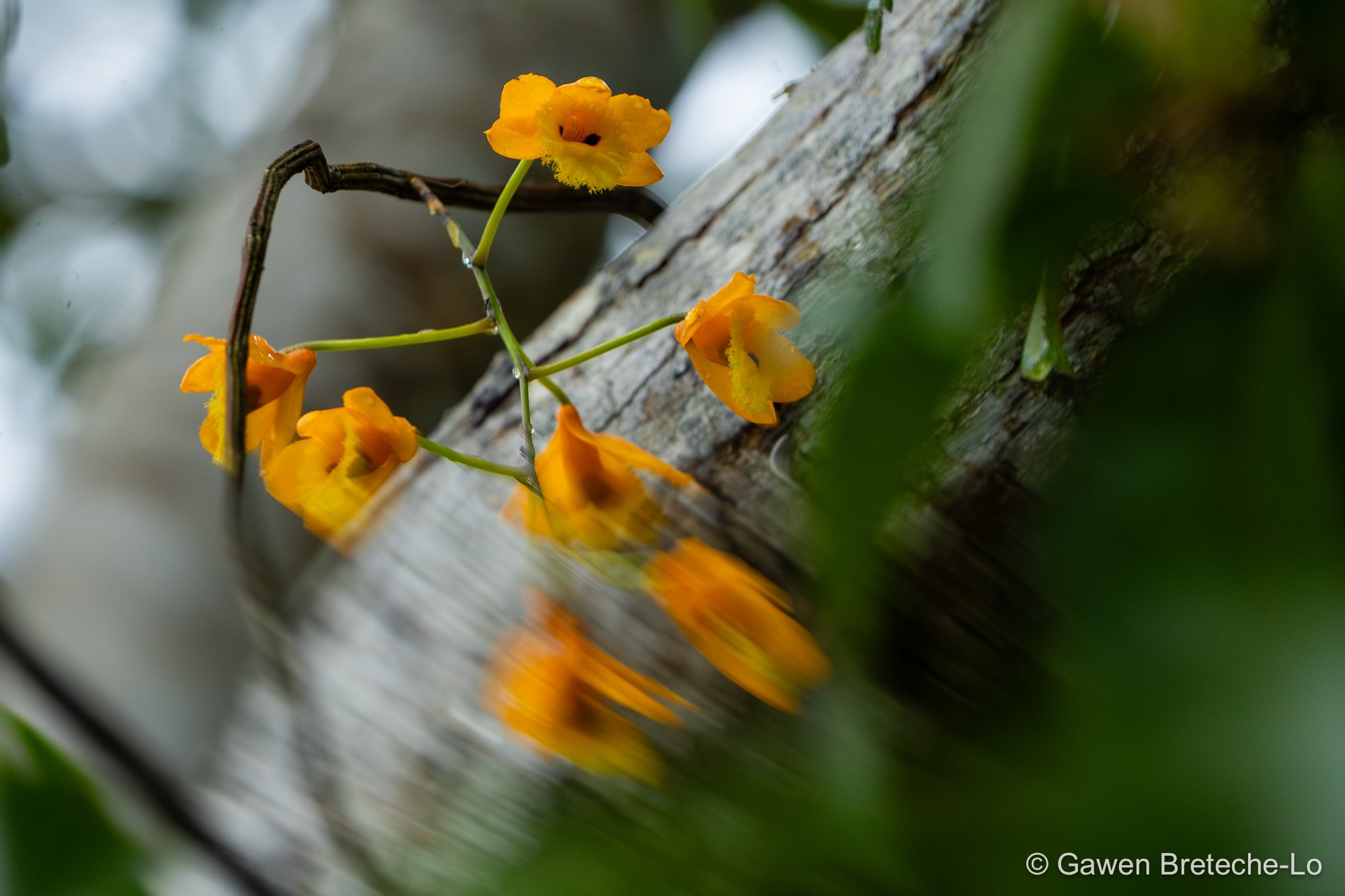 Orchid (Dendrobium hawkesii), North Vietnam 2026