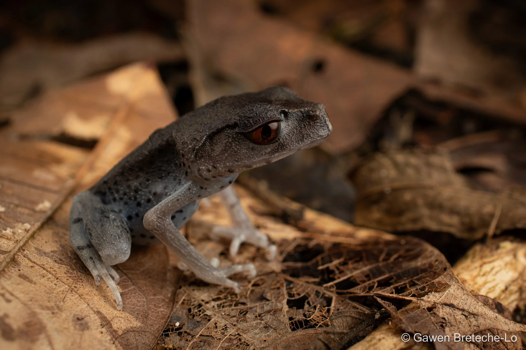 Spotted Litter Frog (Leptobrachium hendricksoni), Perak, Malaysia 2026
