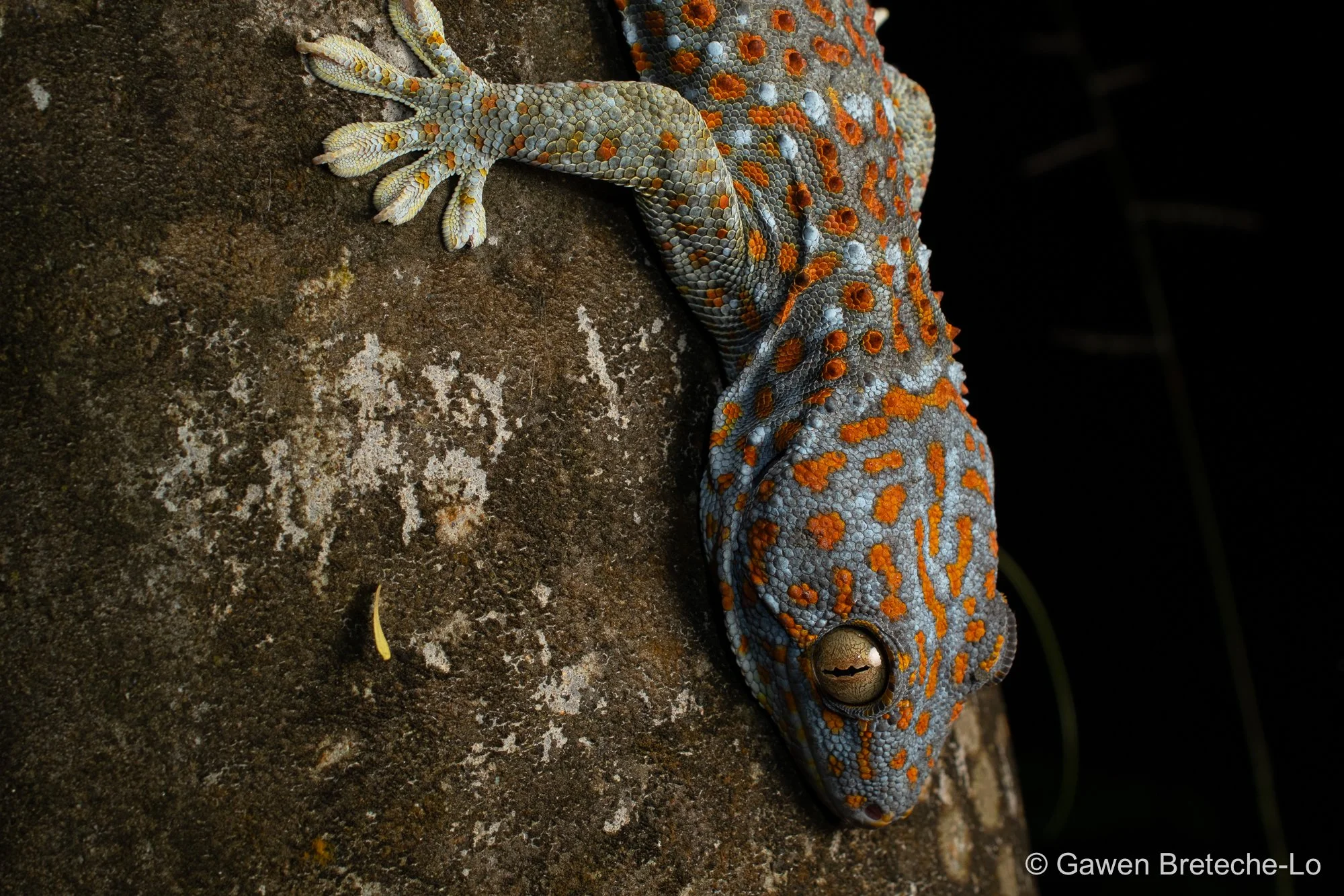 Tokay Gecko (Gekko gecko), South Vietnam 2026